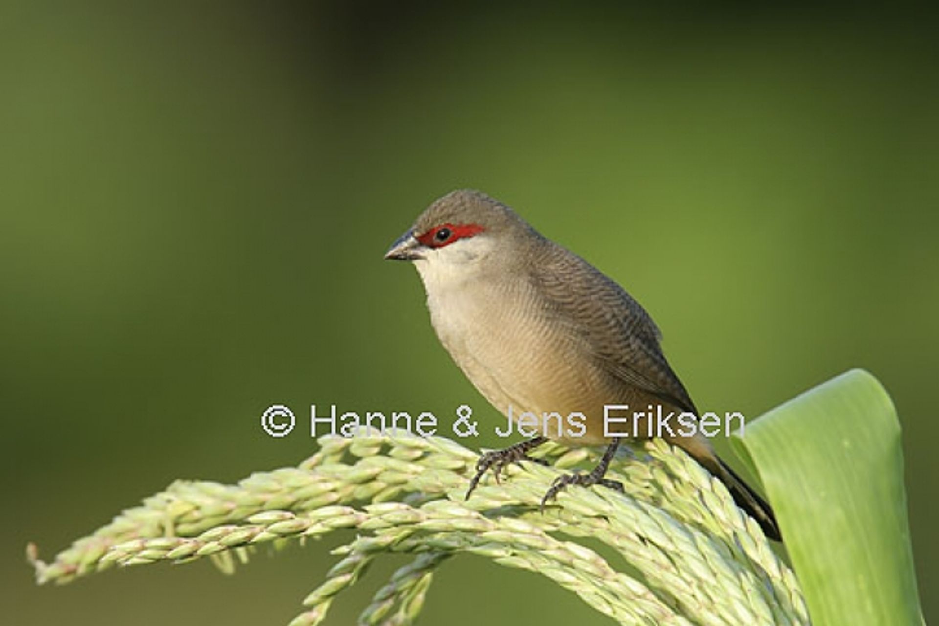 post_شمعي المنقار العربي