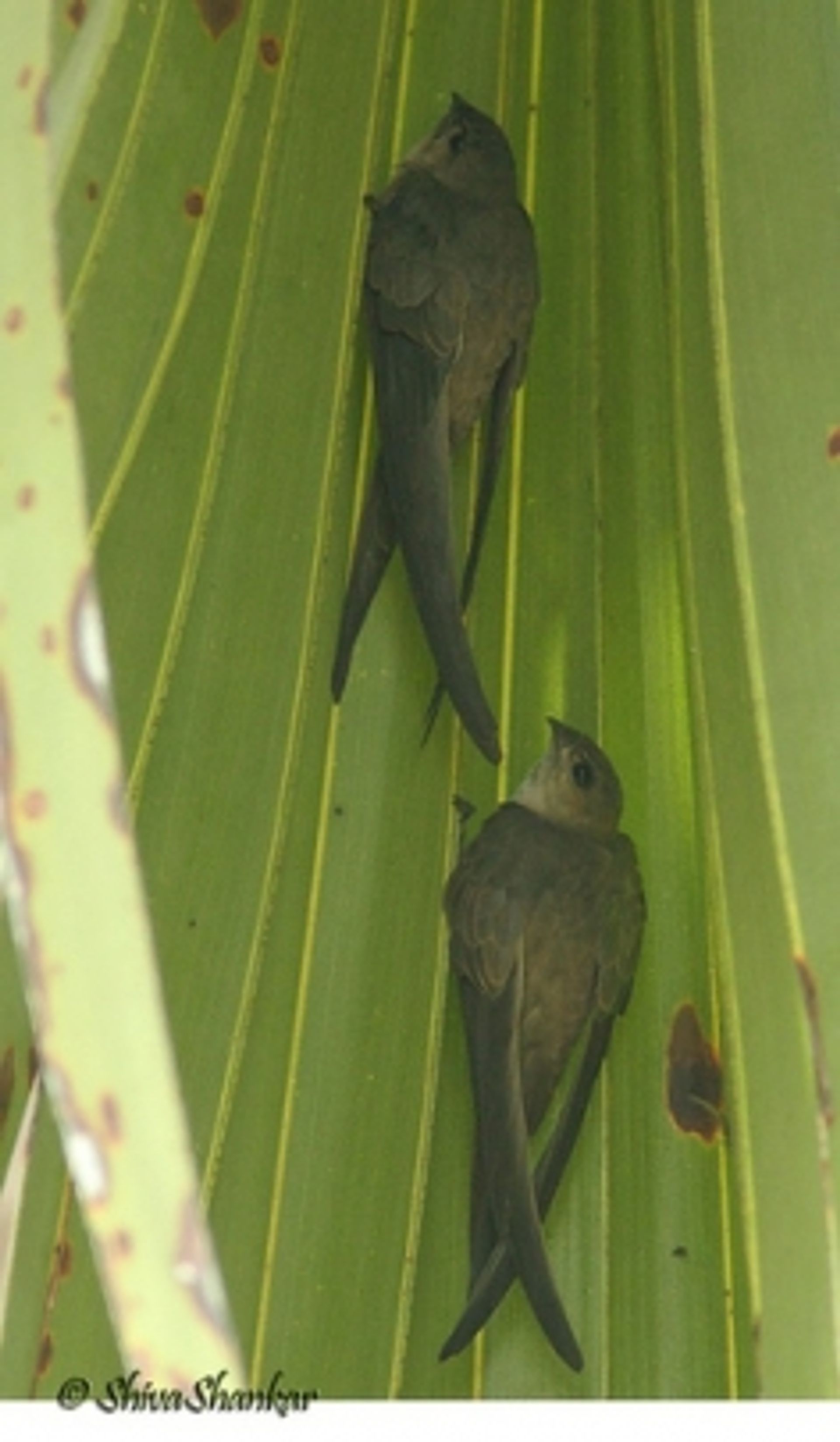 post_سمامة النخيل