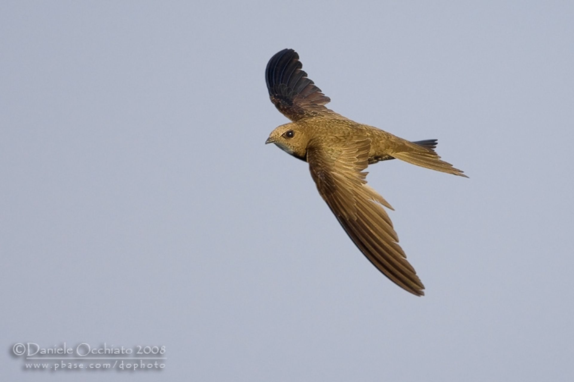 post_سمامة باهتة