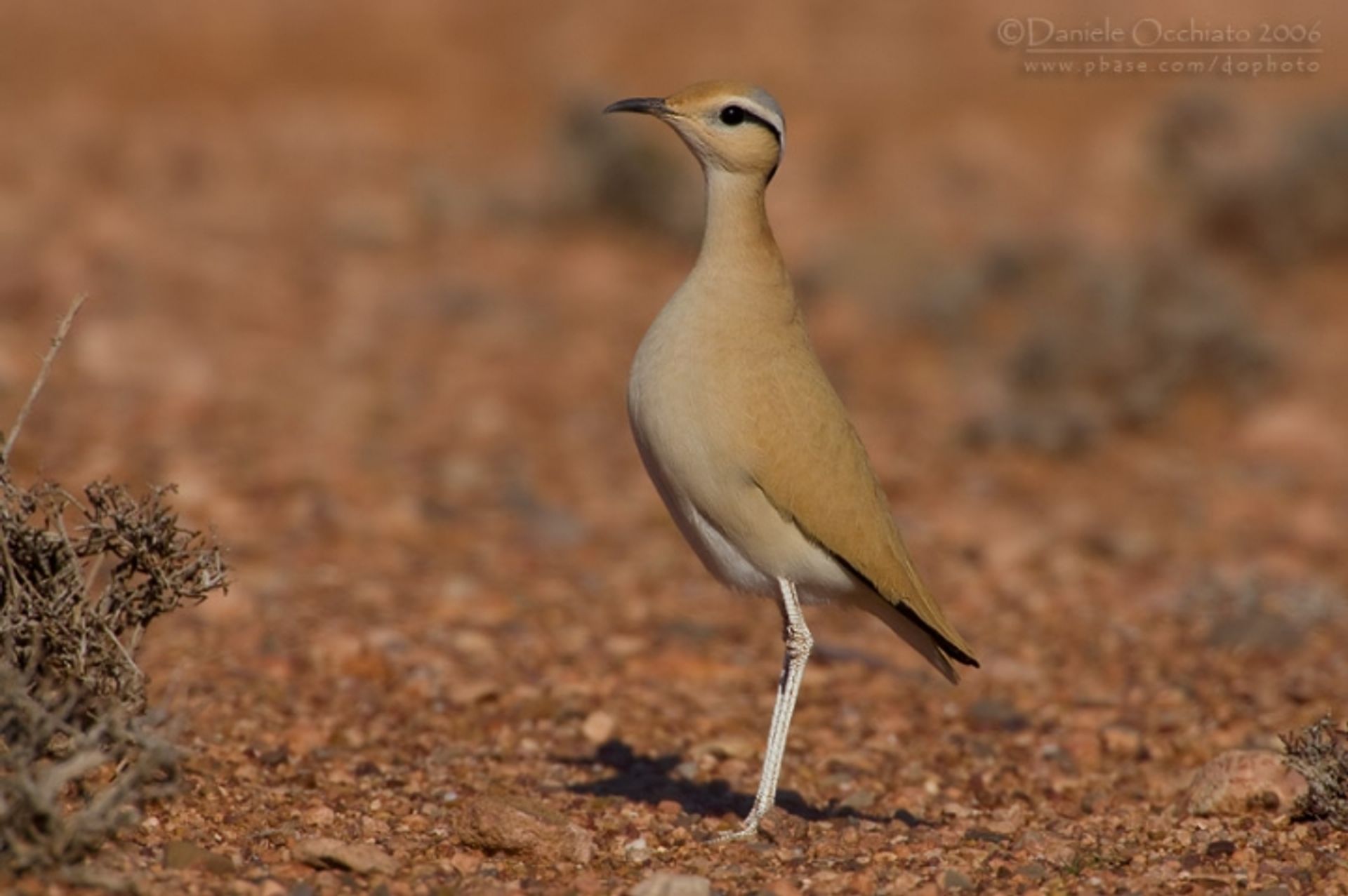 post_الدراج (كروان عسلي)