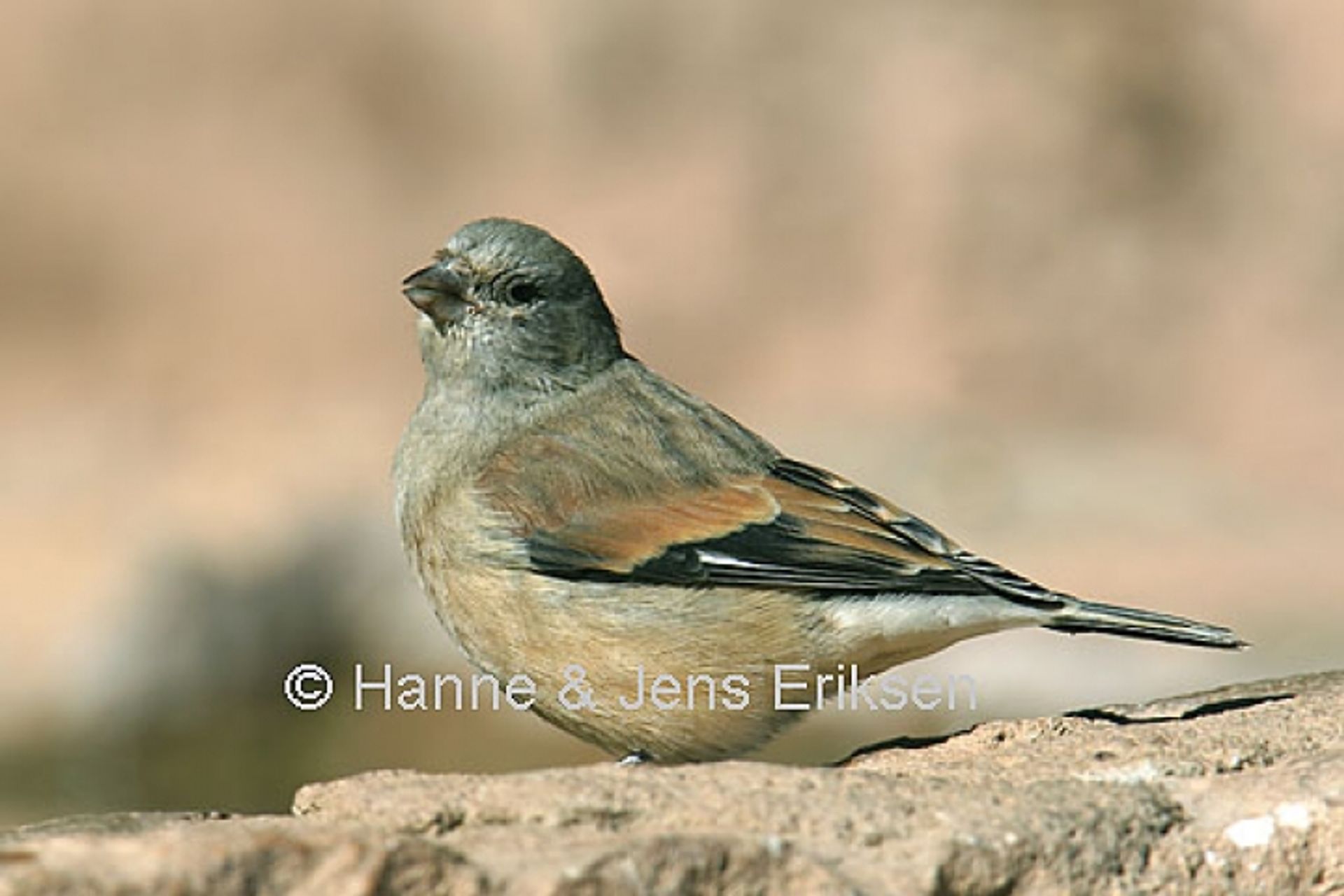 post_العصفور اليمني