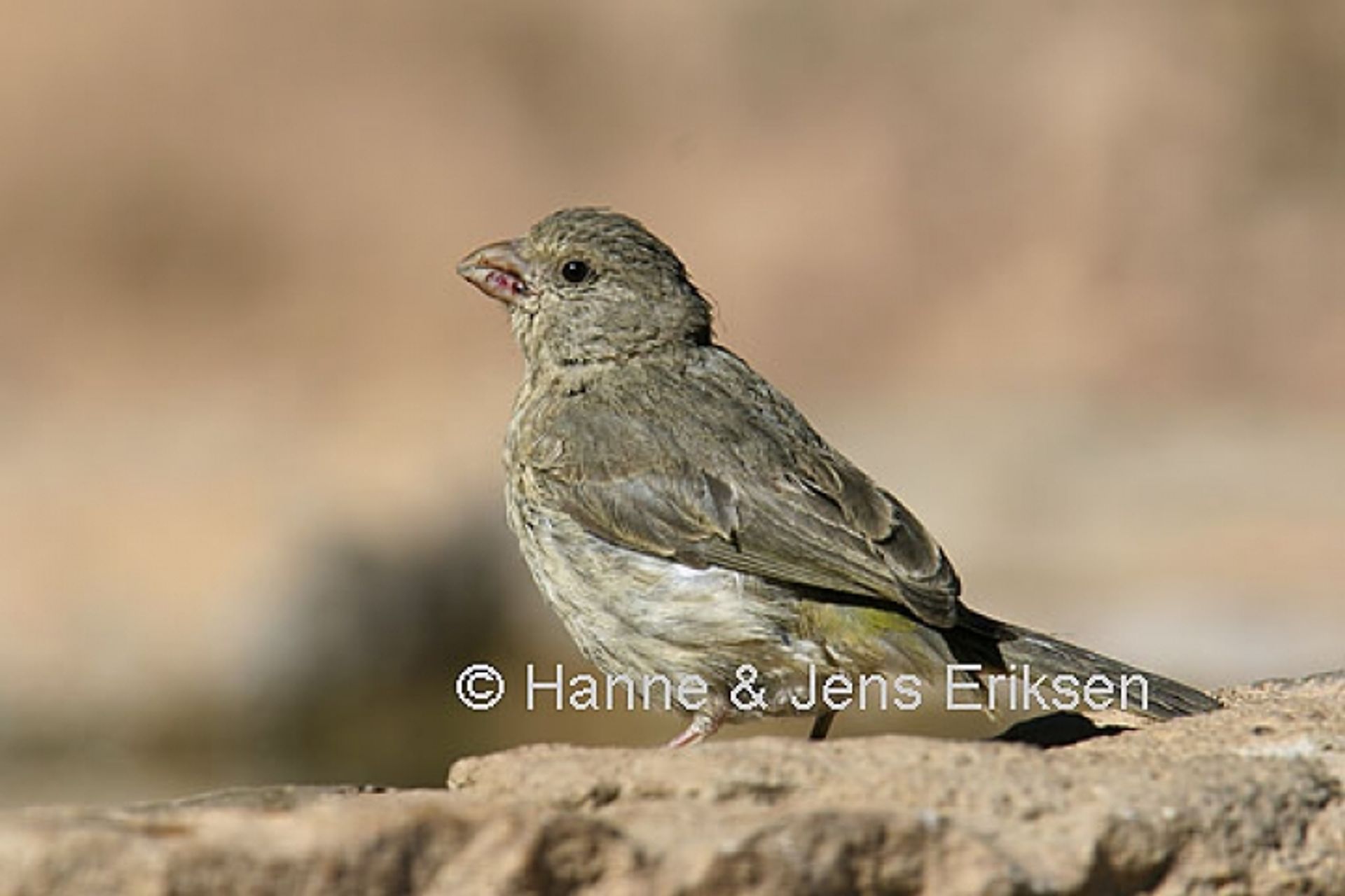 post_الكناري العربي