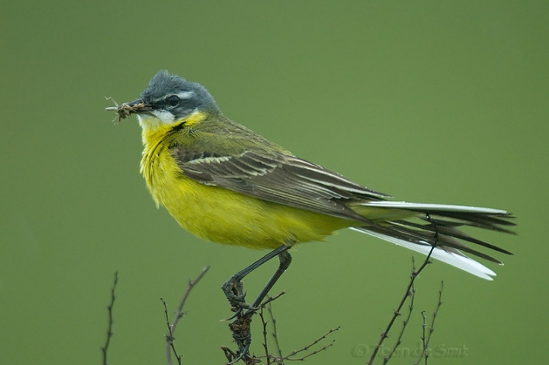 post_ذعرة صفراء