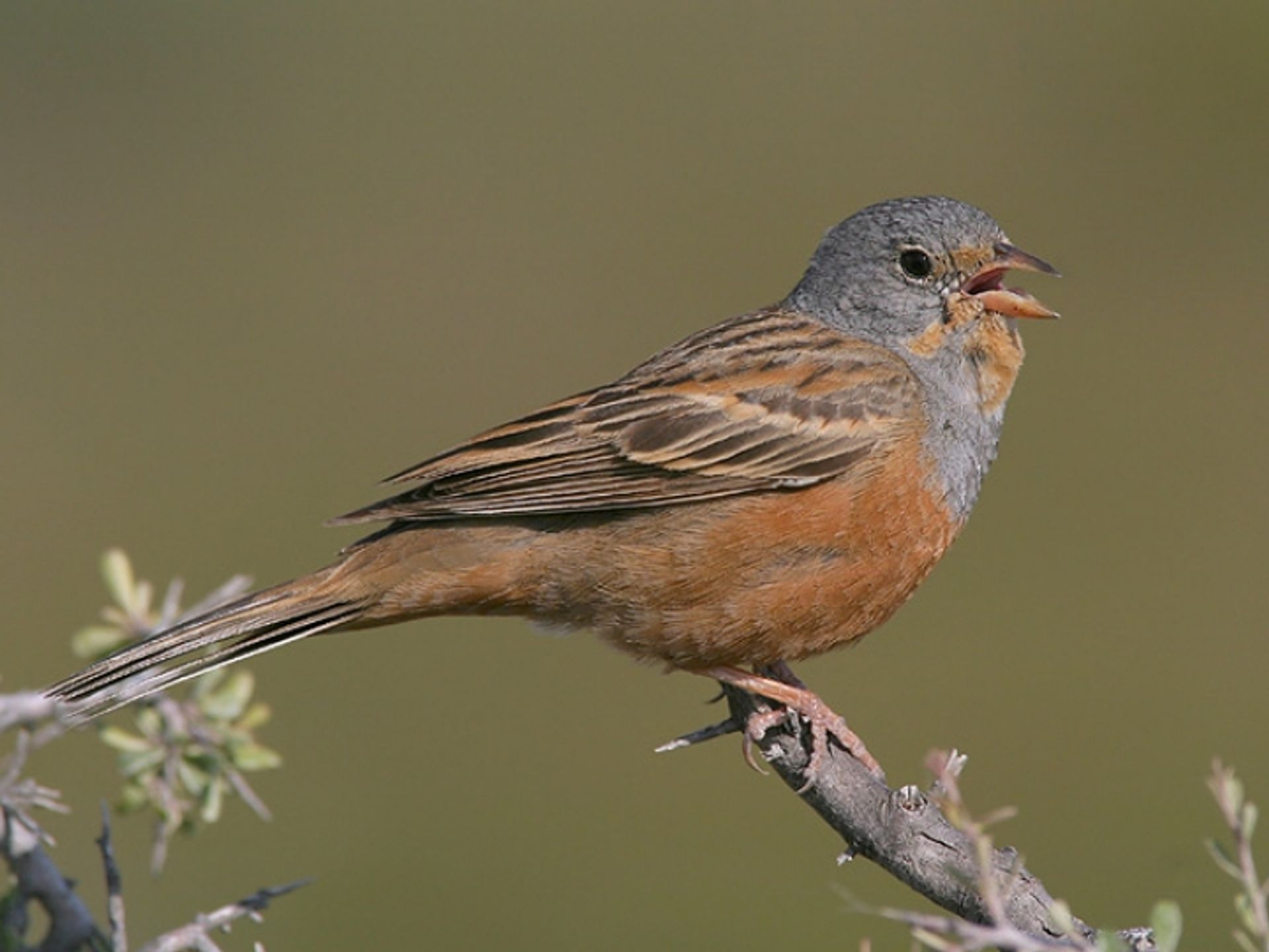 post_درسة كريتشمار