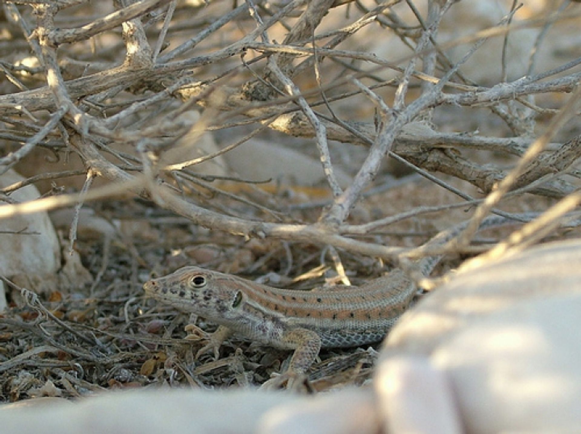 post_سحلية بوسك هدبية الأصابع