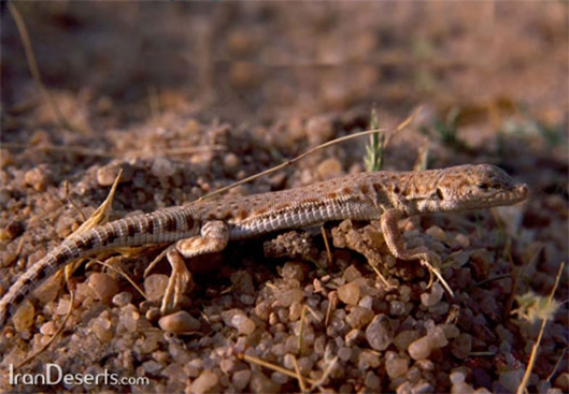 post_سحلية مزيلينا بريفيروسترس