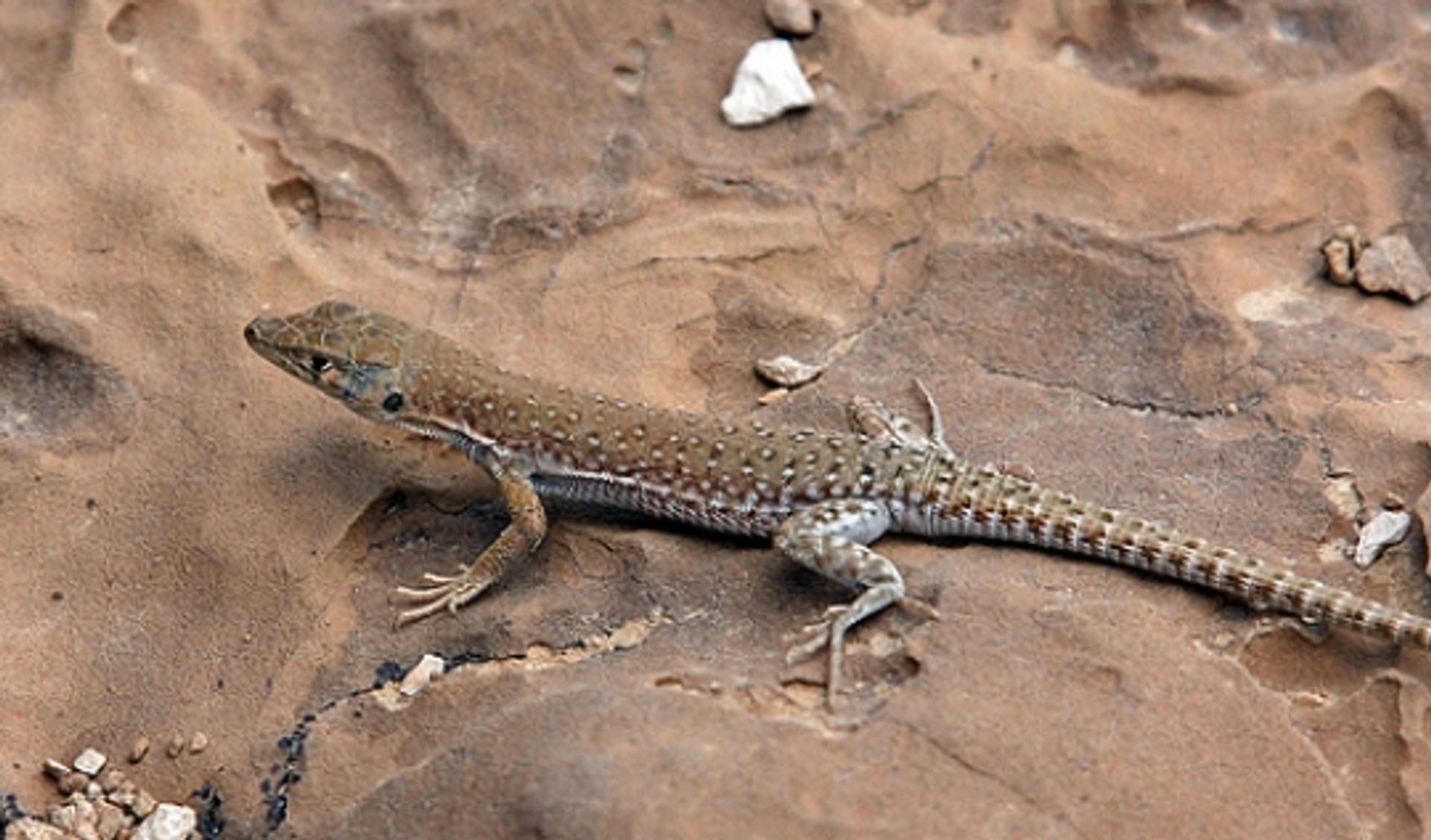 post_سحلية مزيلينا قوتلاتا