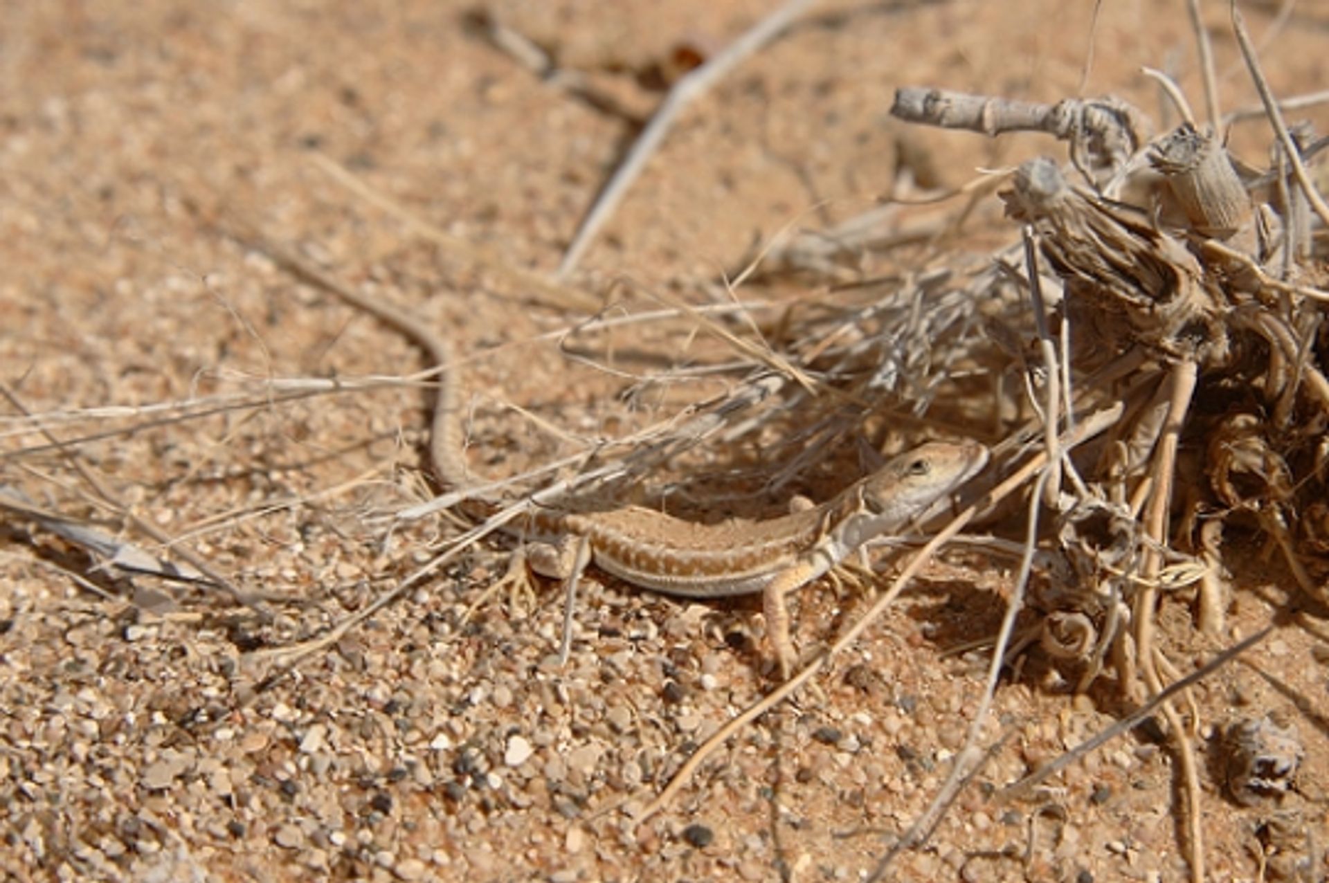 post_سحلية مزيلينا أدريميتانا