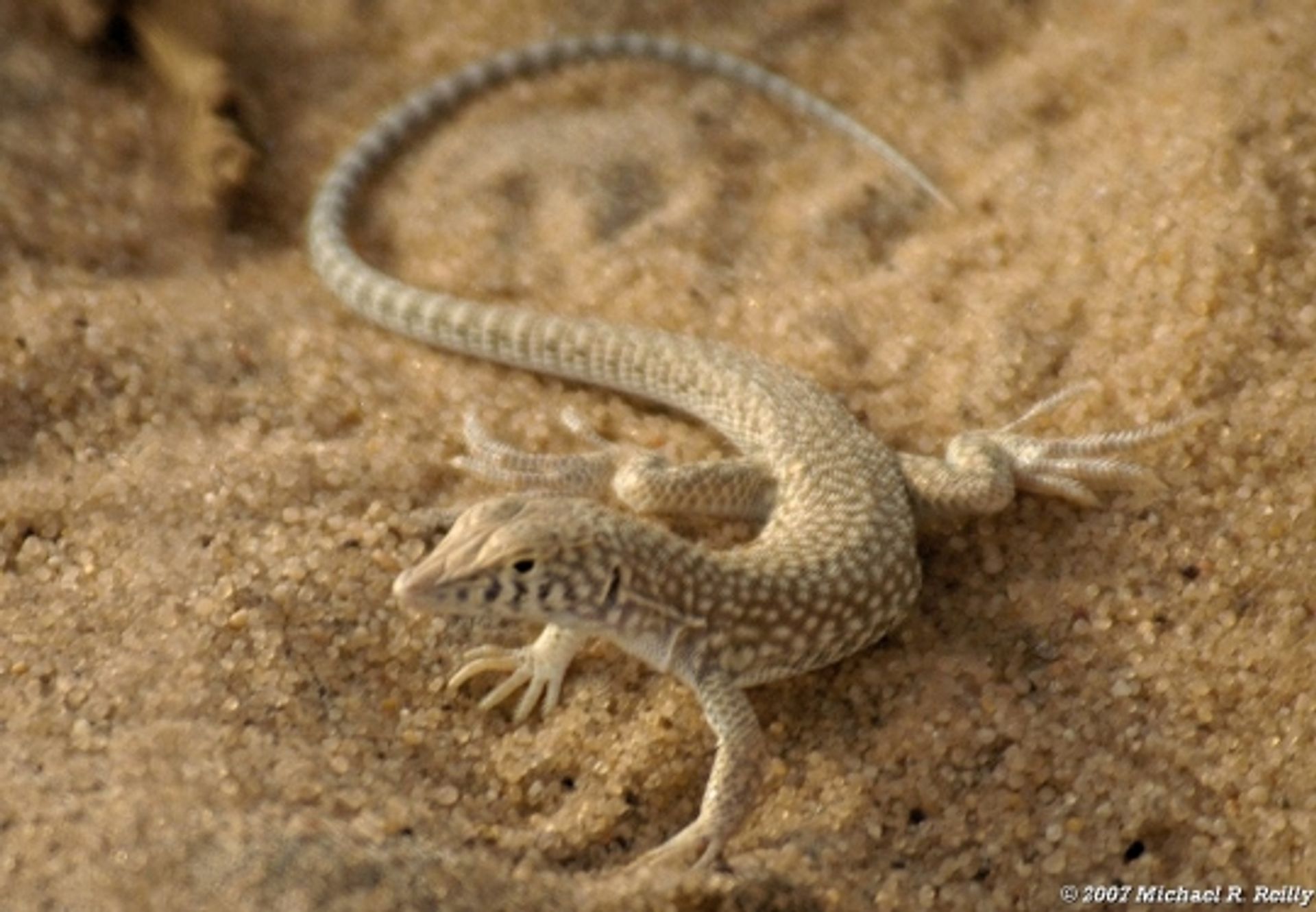 post_سحلية شميدت (السحلية هدبية الأصابع)