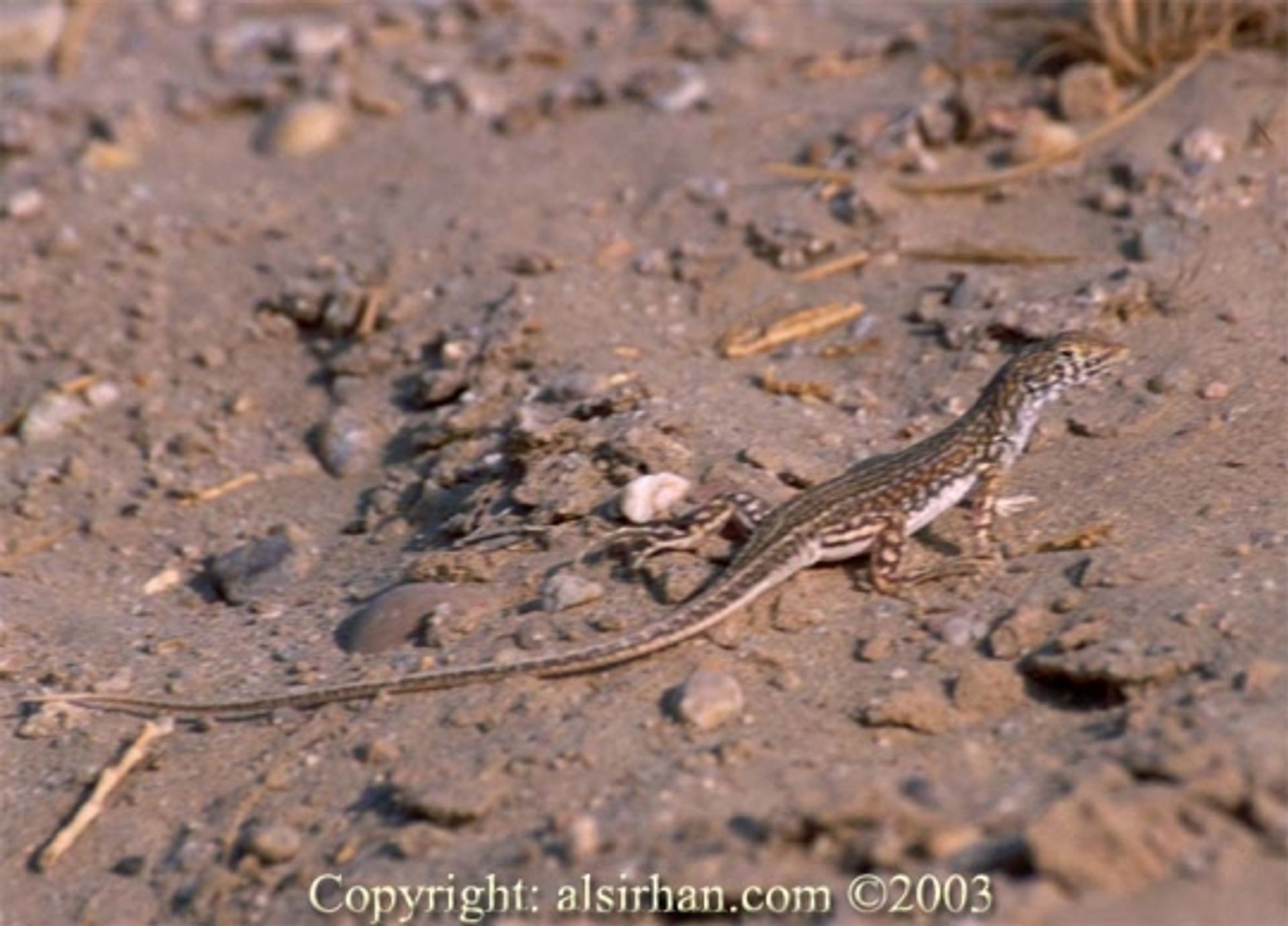 post_سحلية أفيودورس شوكية القدم