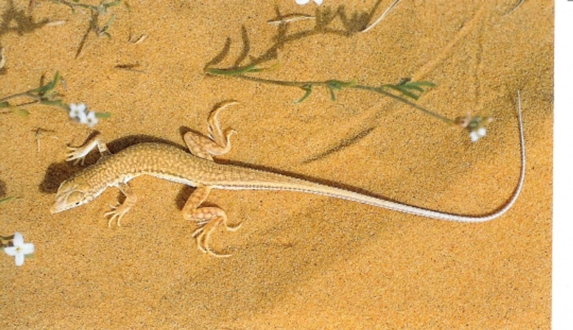 post_السحلية شوكية القدم