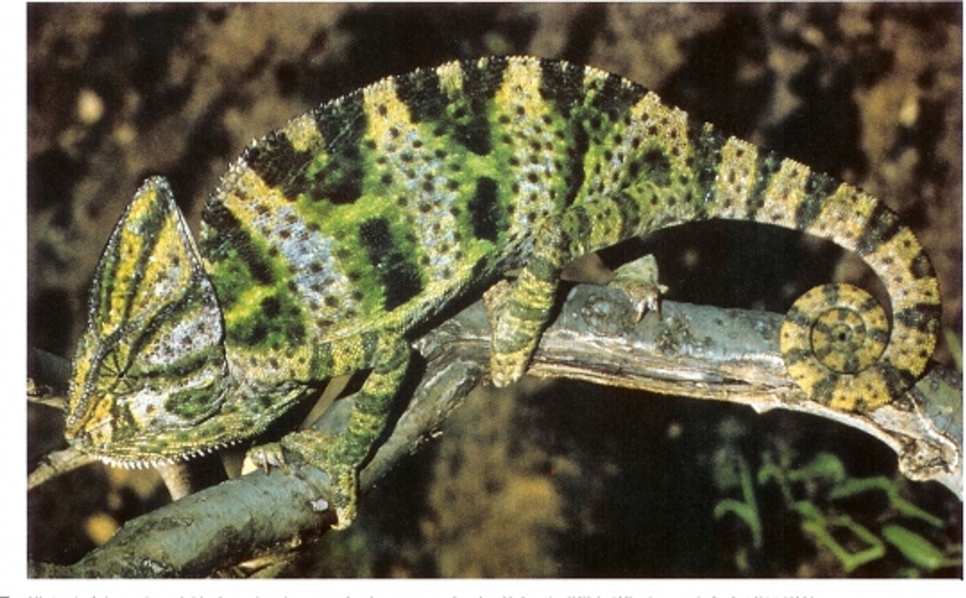 post_الحرباء ذات القلنسوه