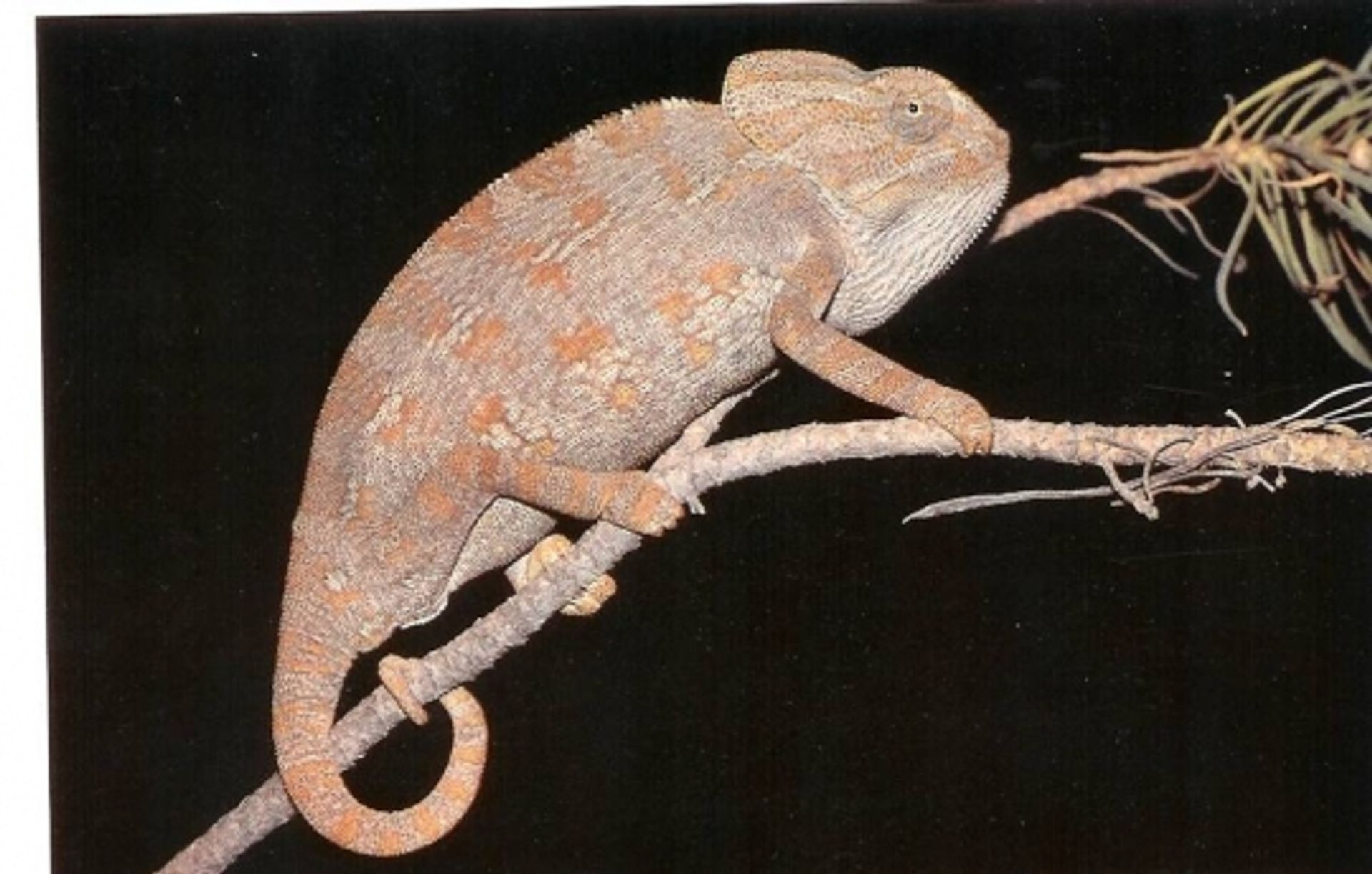 post_حرباء الشرق