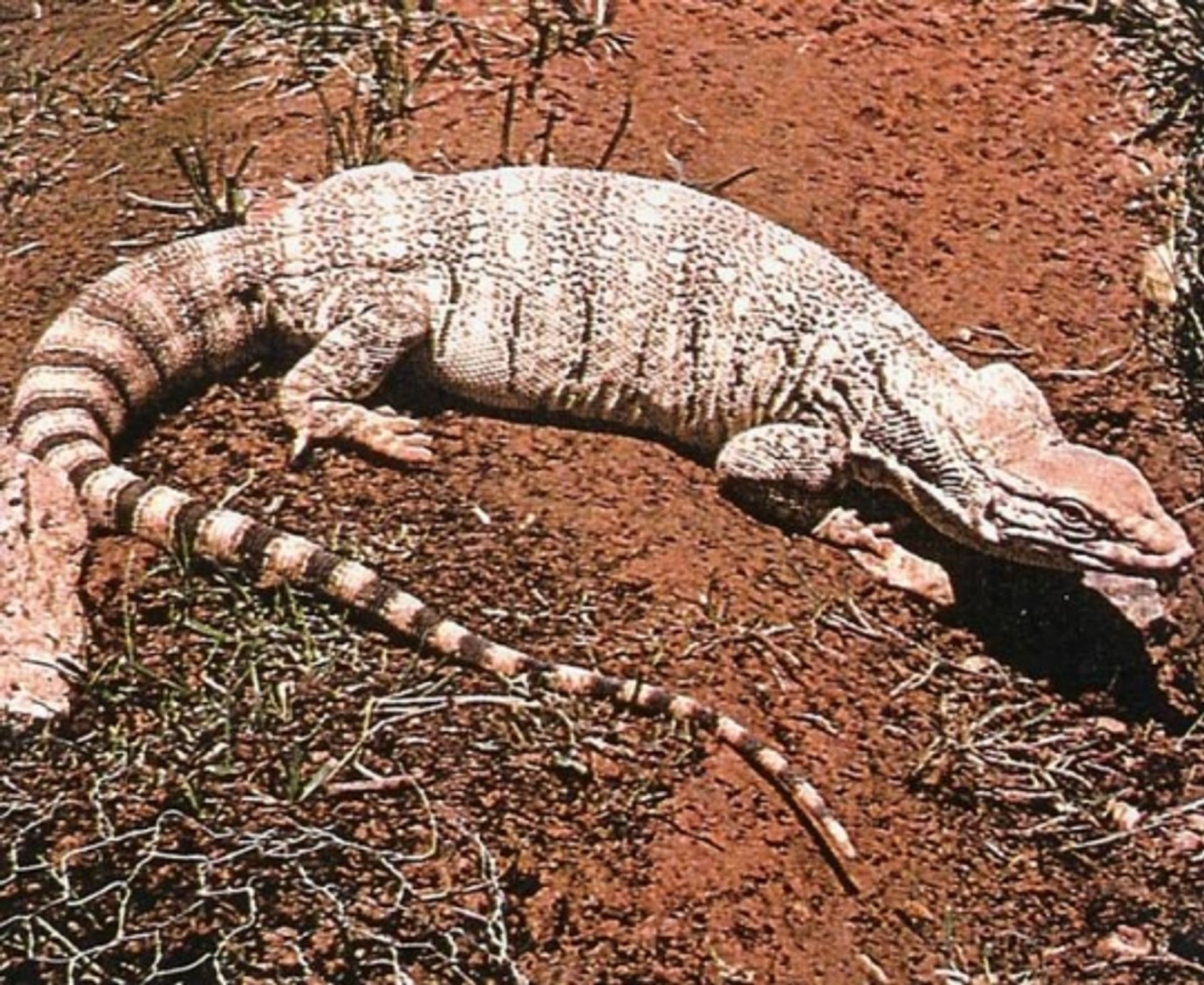 post_الورل الصحراوي