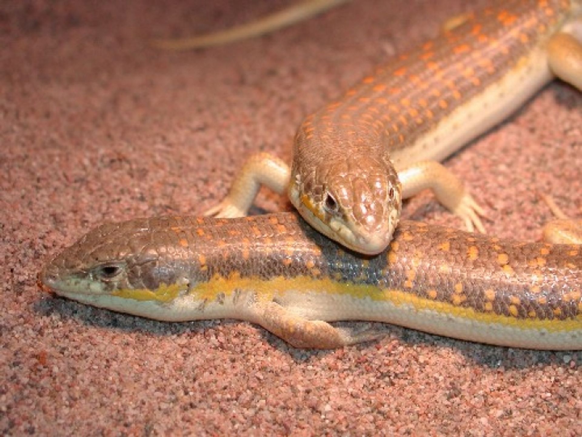 post_السقنقور البربري