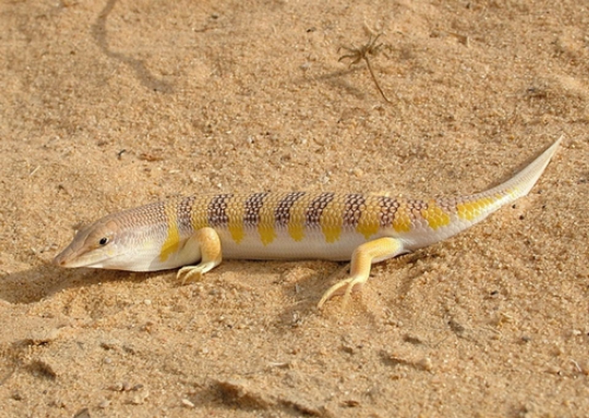 post_سقنقور همبريش