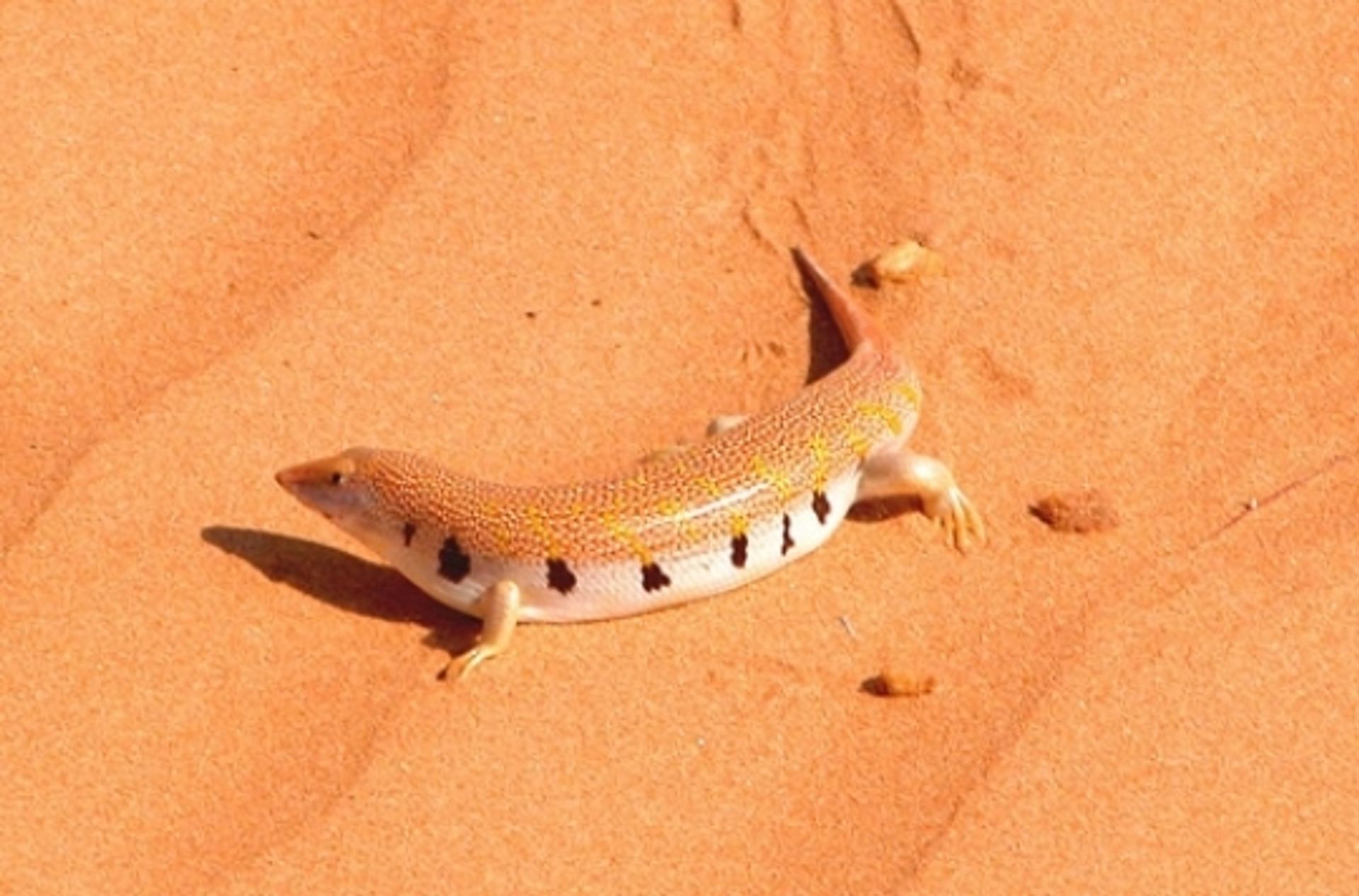 post_السقنقور الرملي المنقط