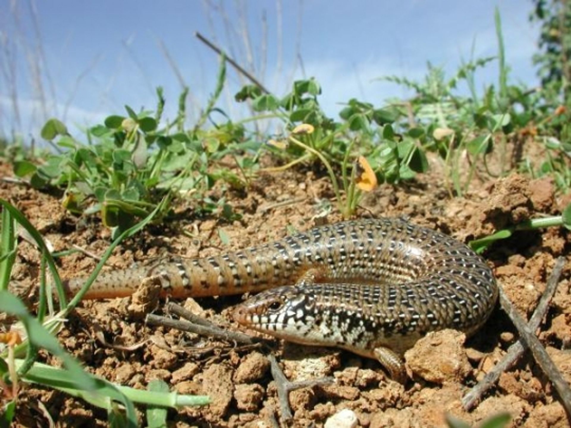 post_السقنقور العييني أو سقنقور الحدائق