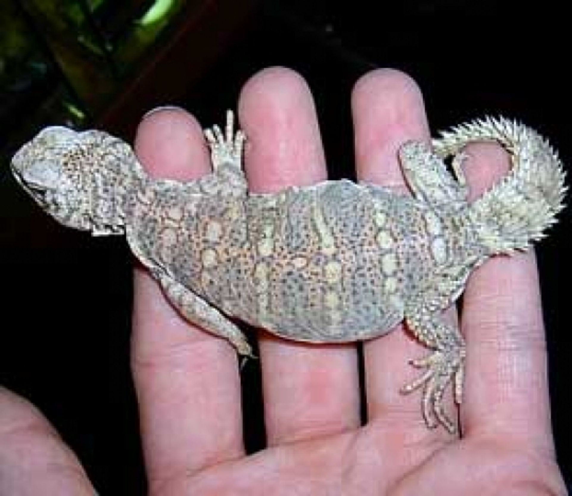 post_الضب المرقش