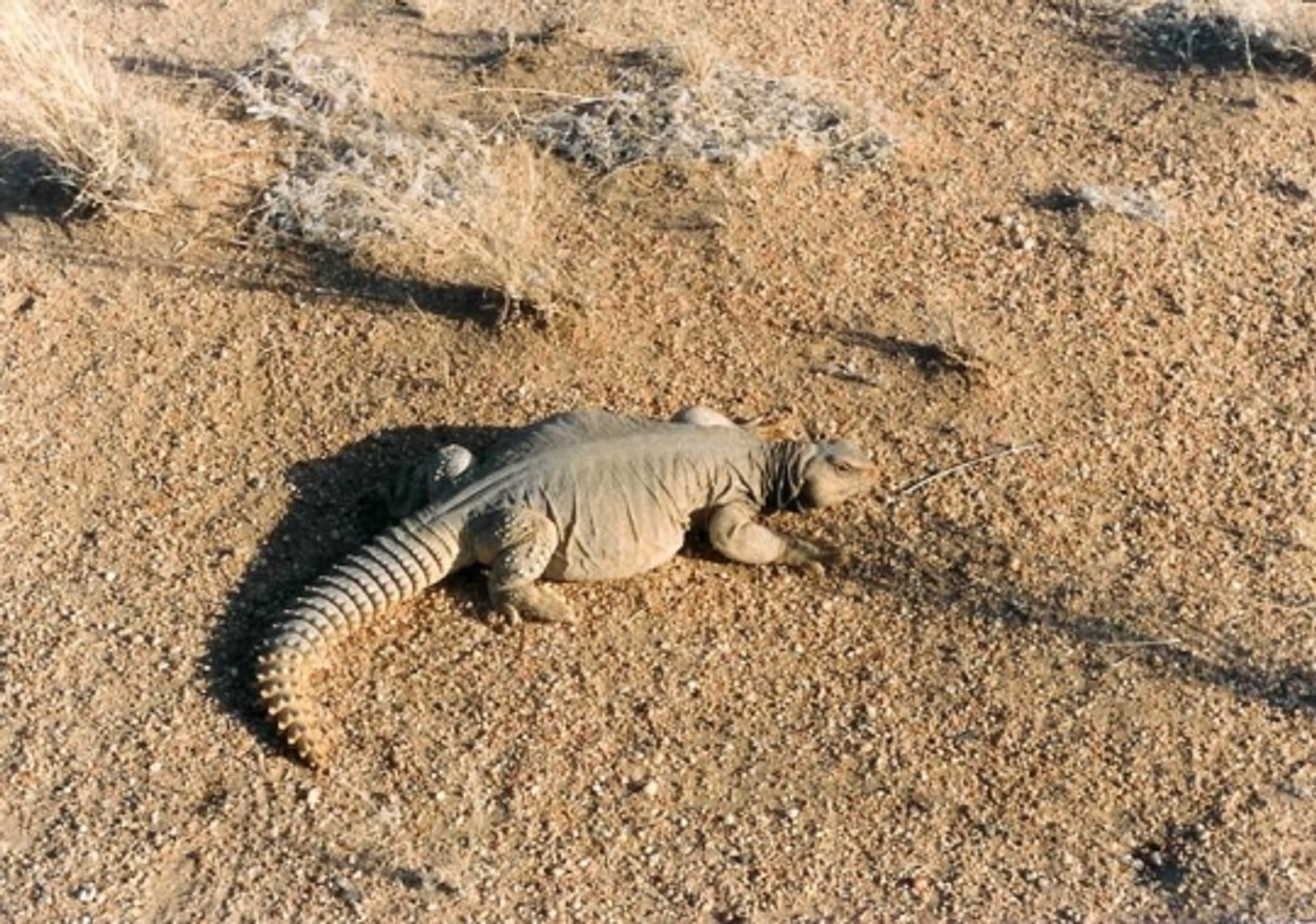 post_الضب المصري