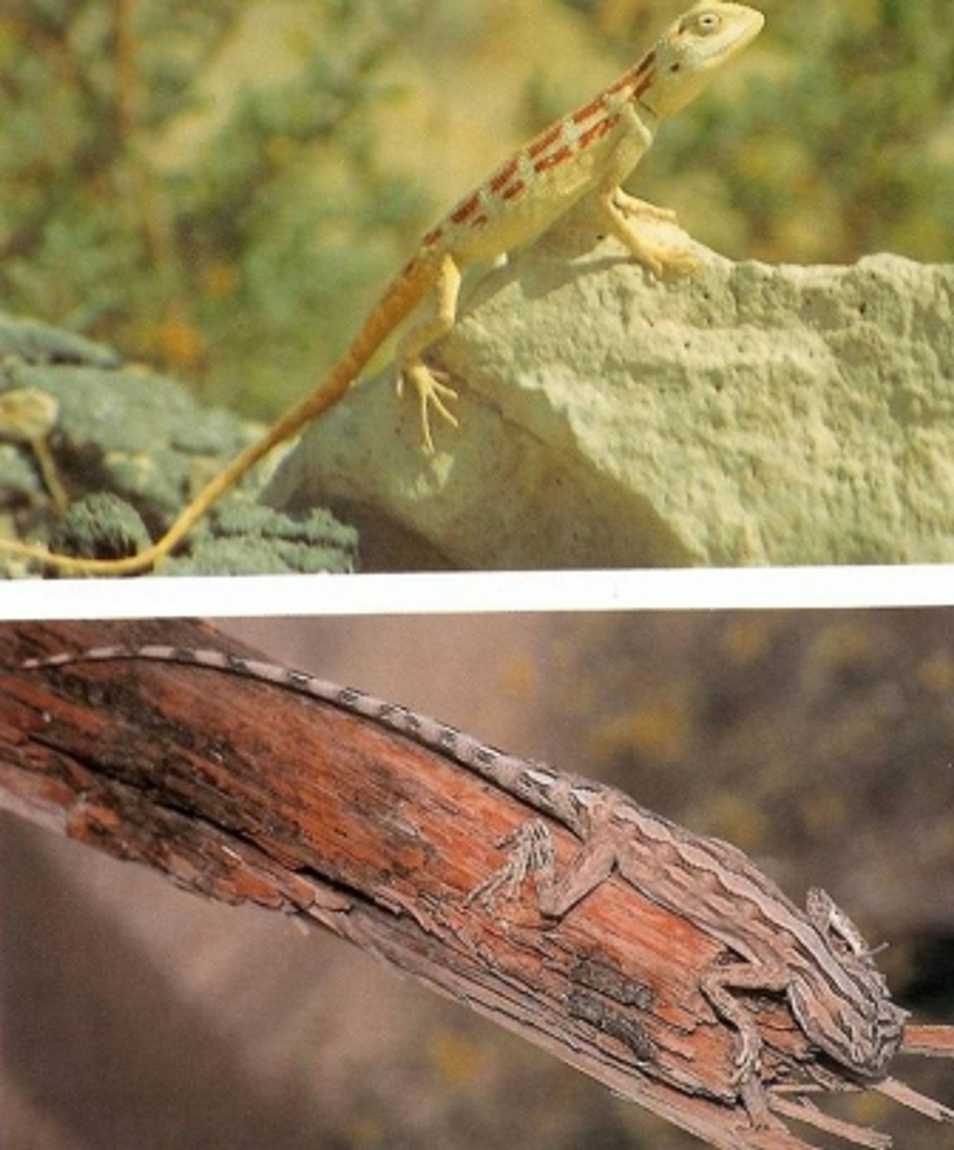 post_حرذون الجبل