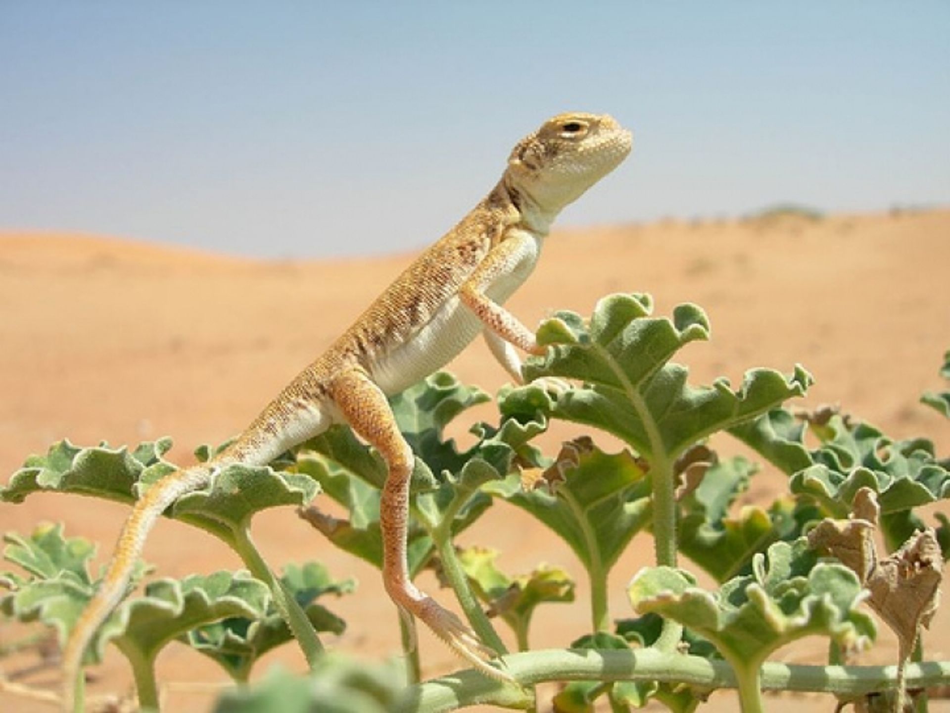 post_العضاءة الشجرية