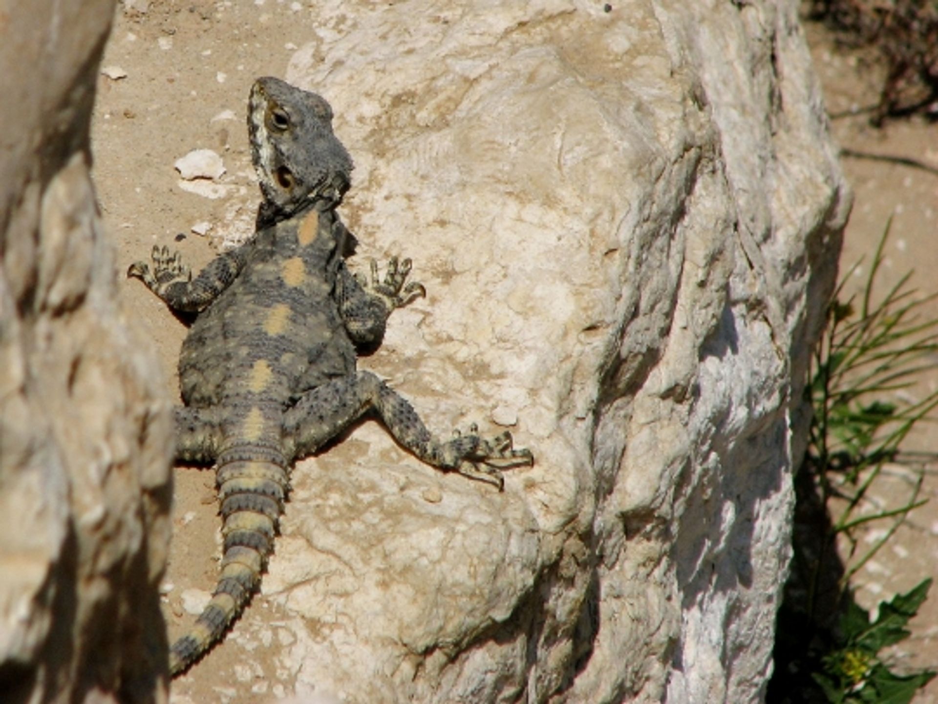 post_حرذون ستيليو