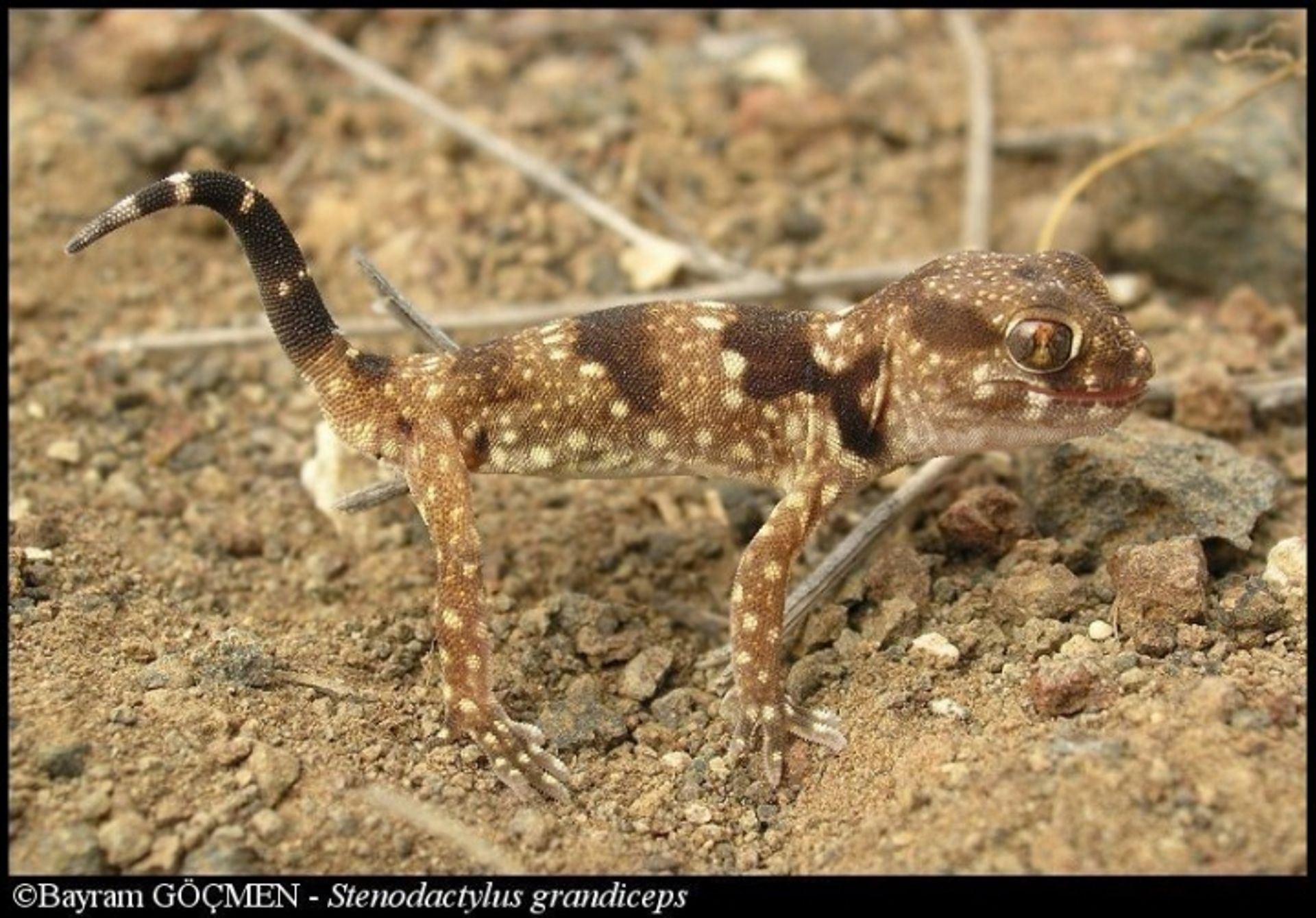 post_البرص كبير الرأس