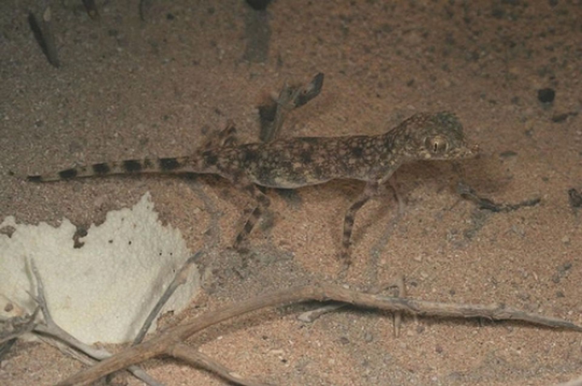 post_برص الخبر