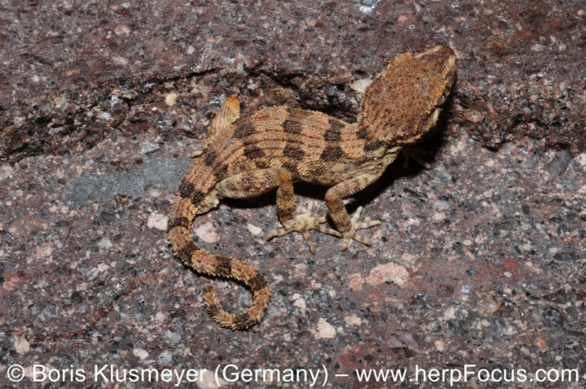 post_برص سباتيلانس