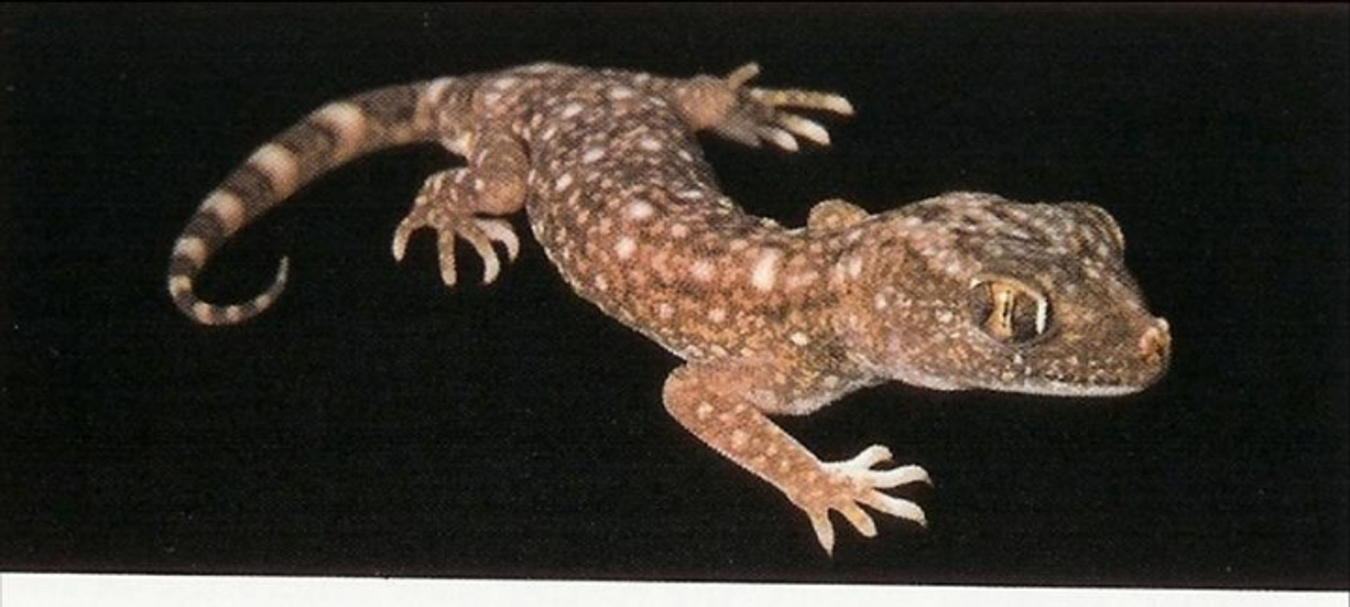 post_البرص البري