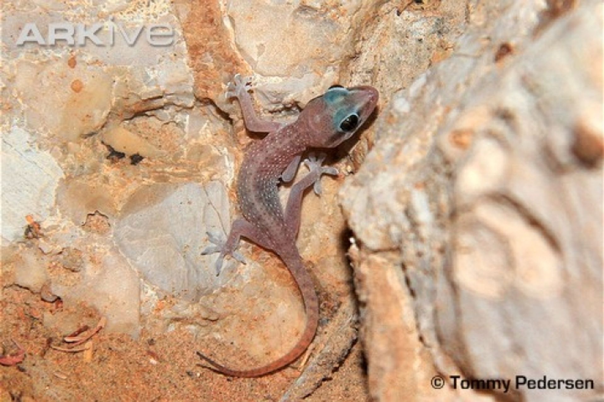 post_البرص الفارسي