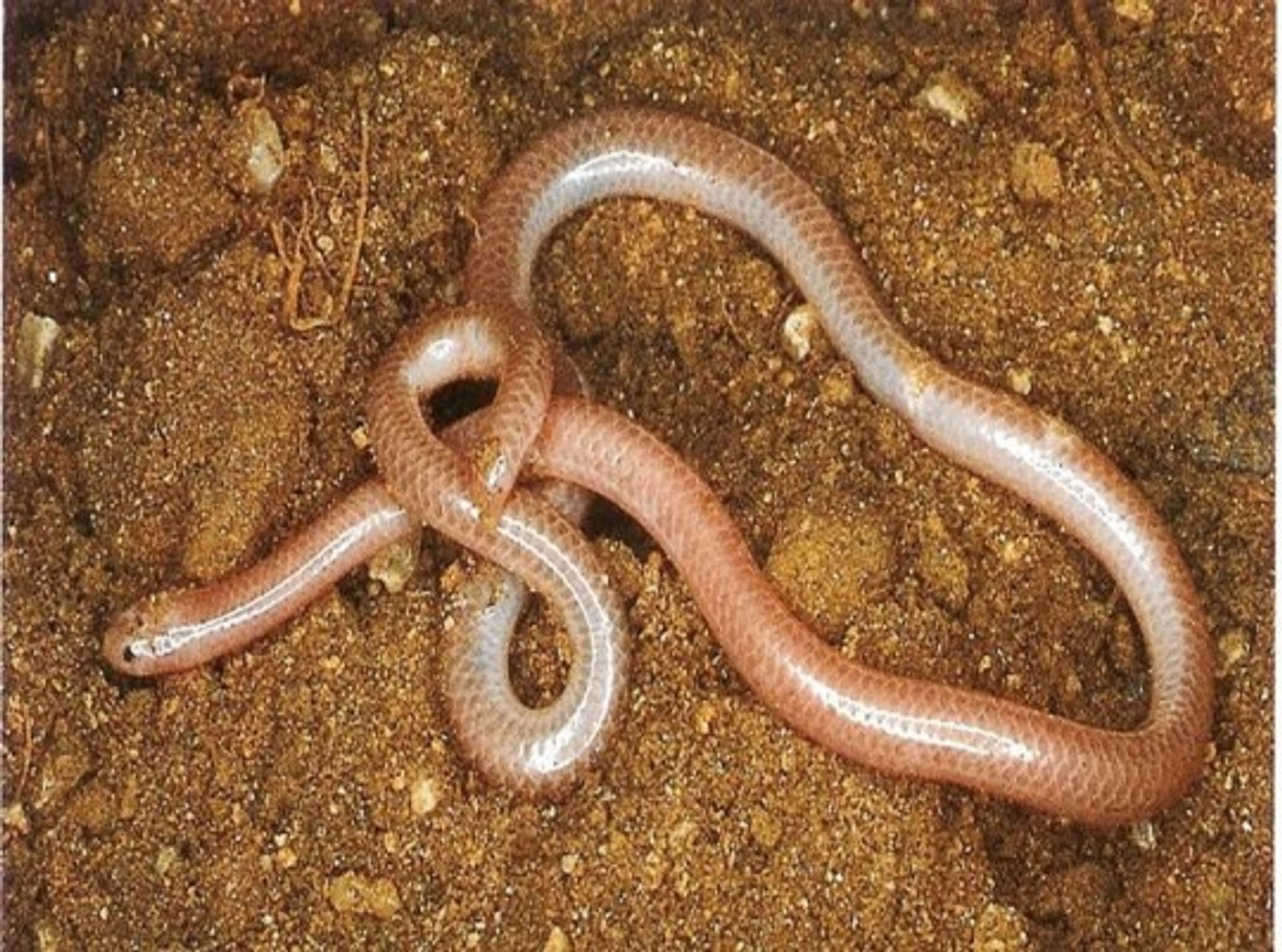 post_الثعبان الأعمى