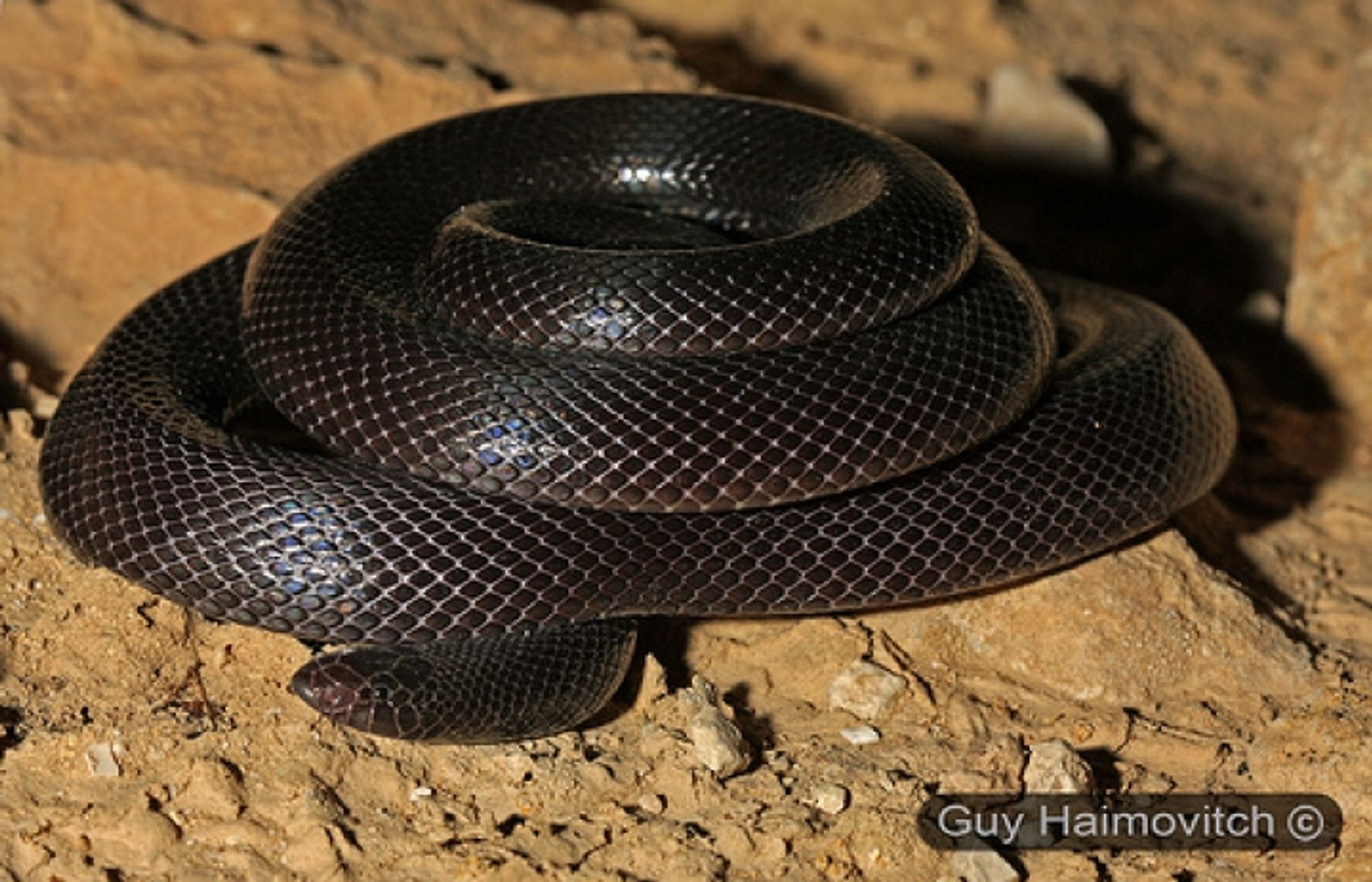 post_ثعبان الخُلد ، الثعبان الحفّار