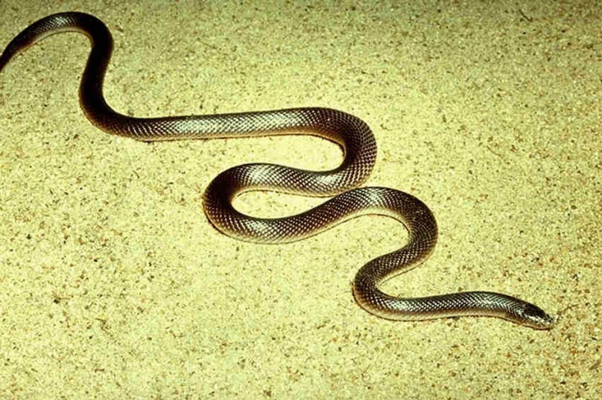 post_ثعبان حفار صغير الحجم