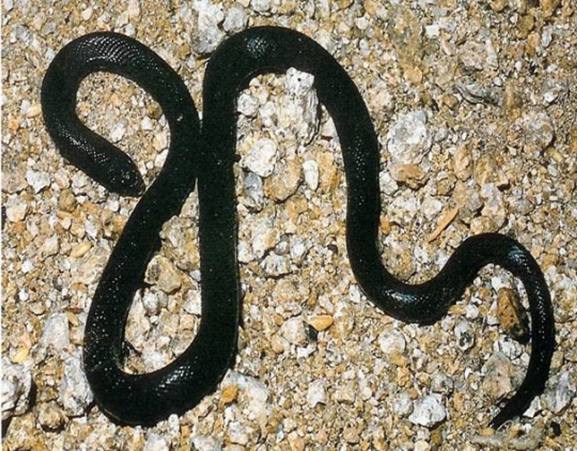 post_الأسود (الأبتر)