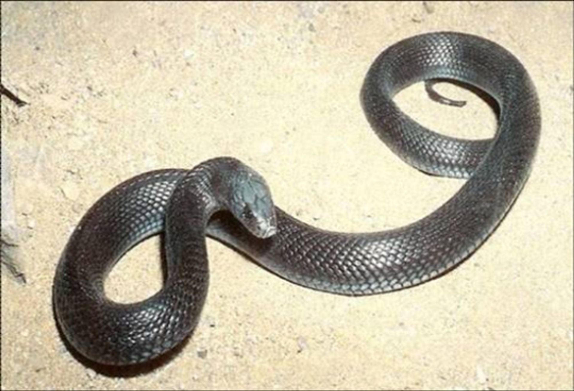 post_الصل الاسود