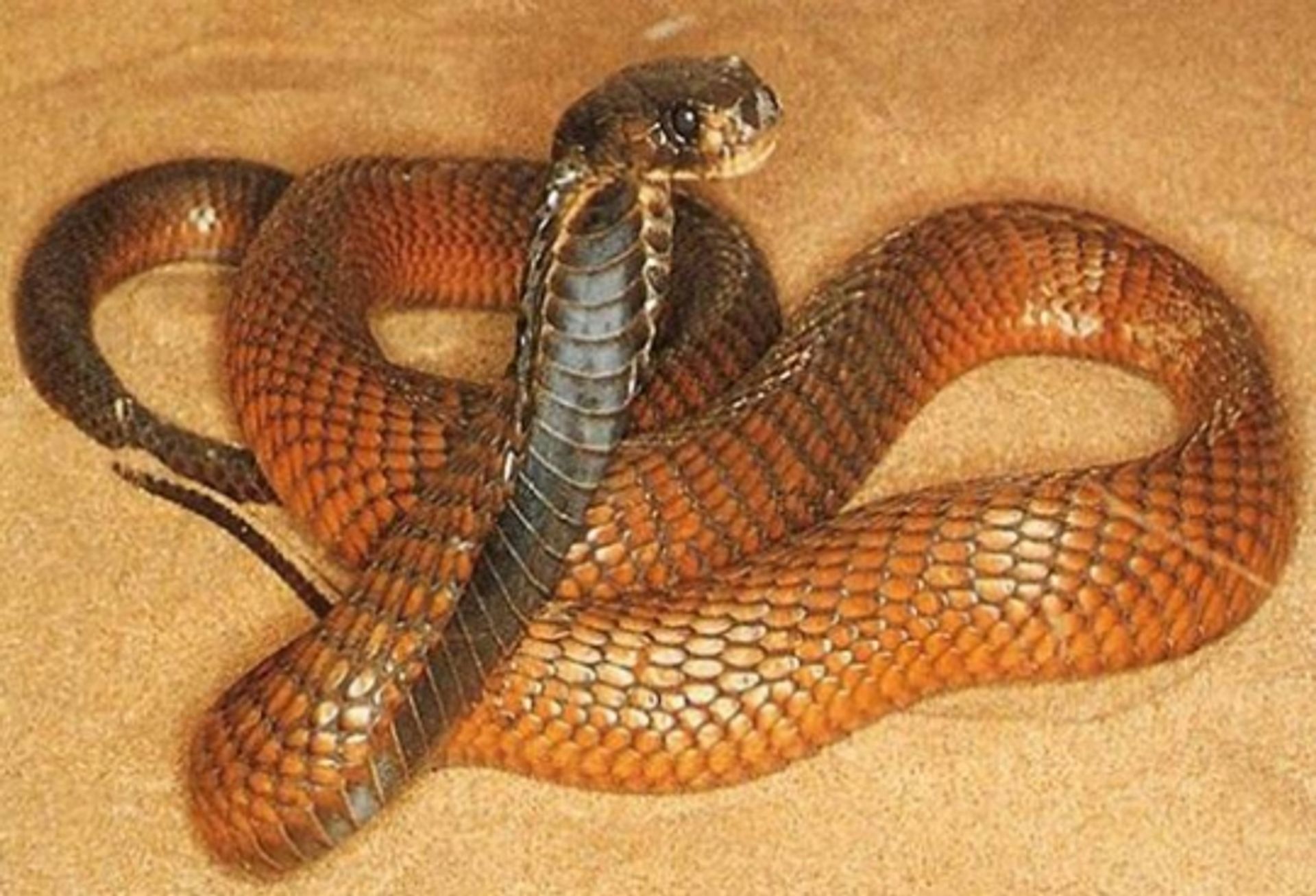 post_الكوبرا العربية