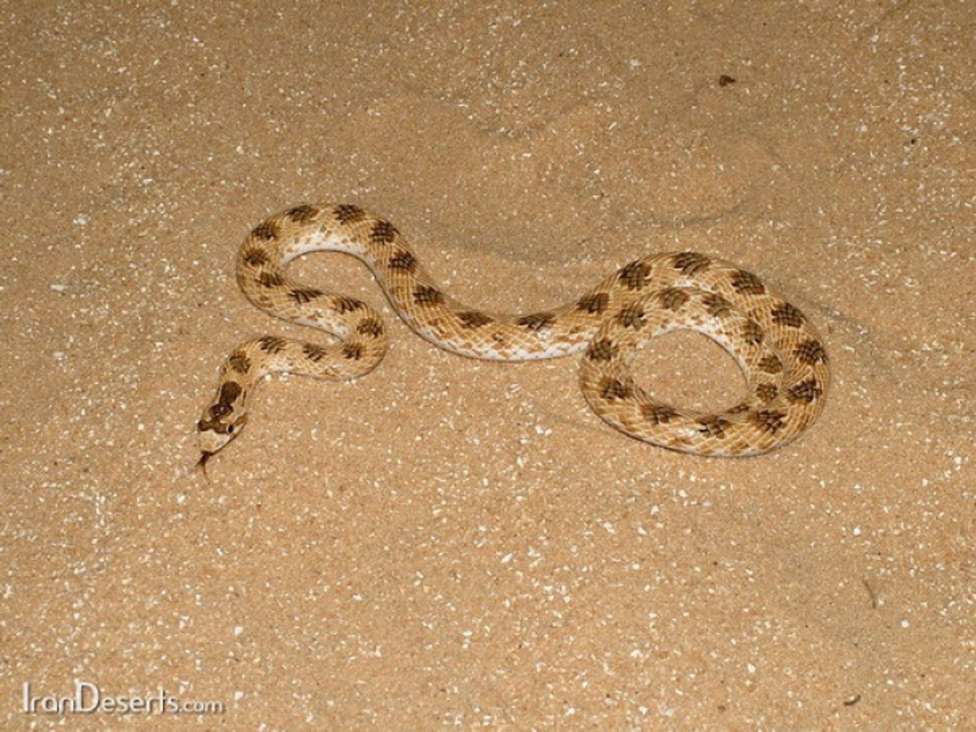 post_حية التاج