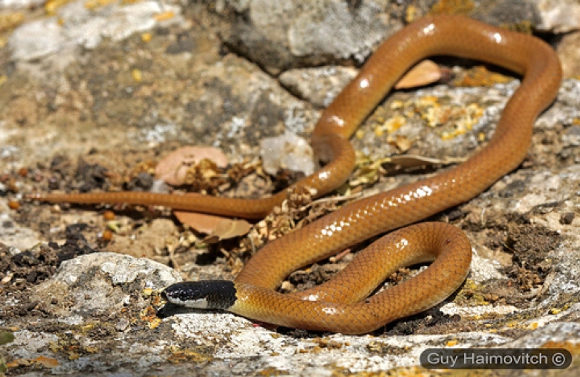 post_ثعبان فلسطين أسود الراس