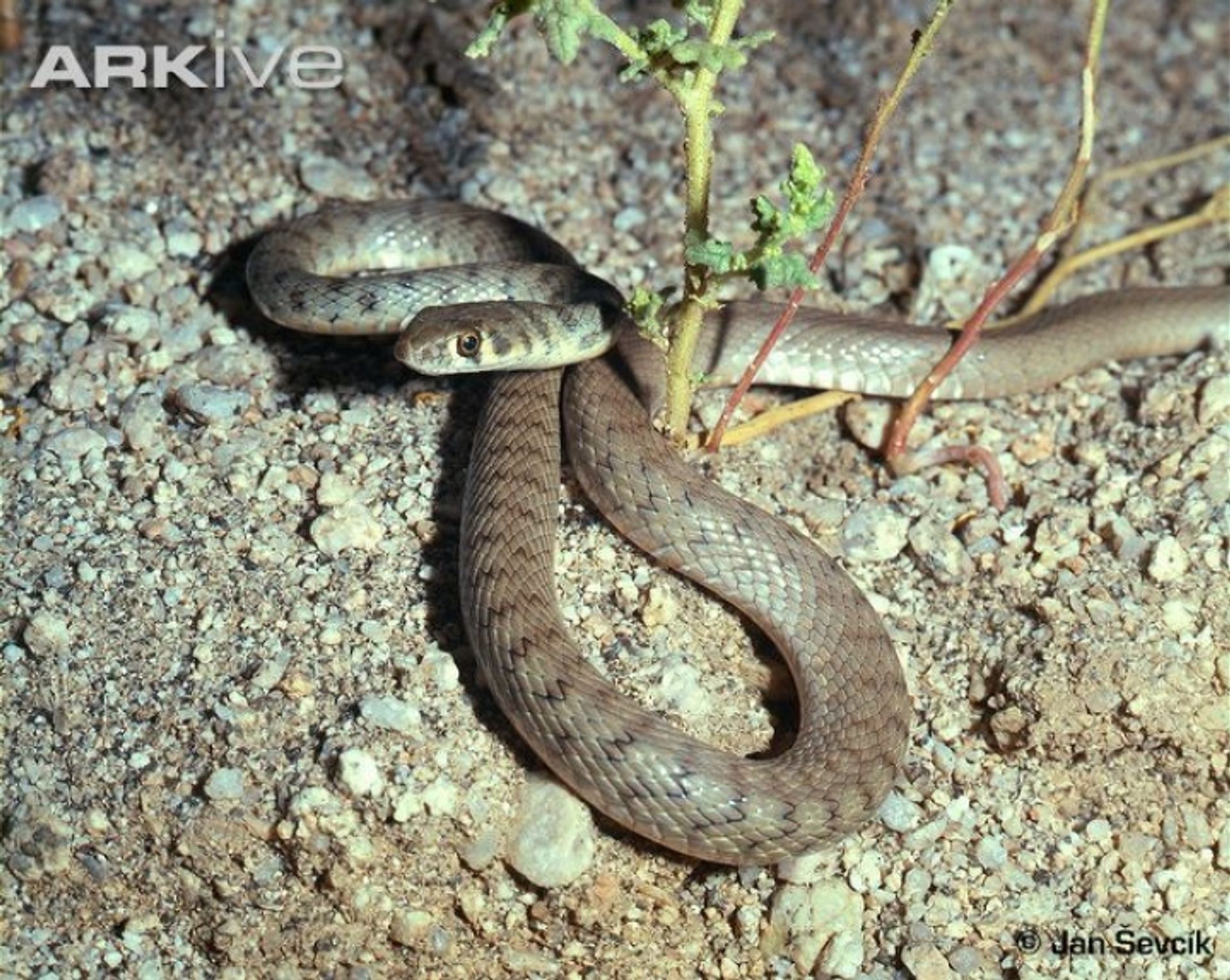 post_حية الوادي السريعة