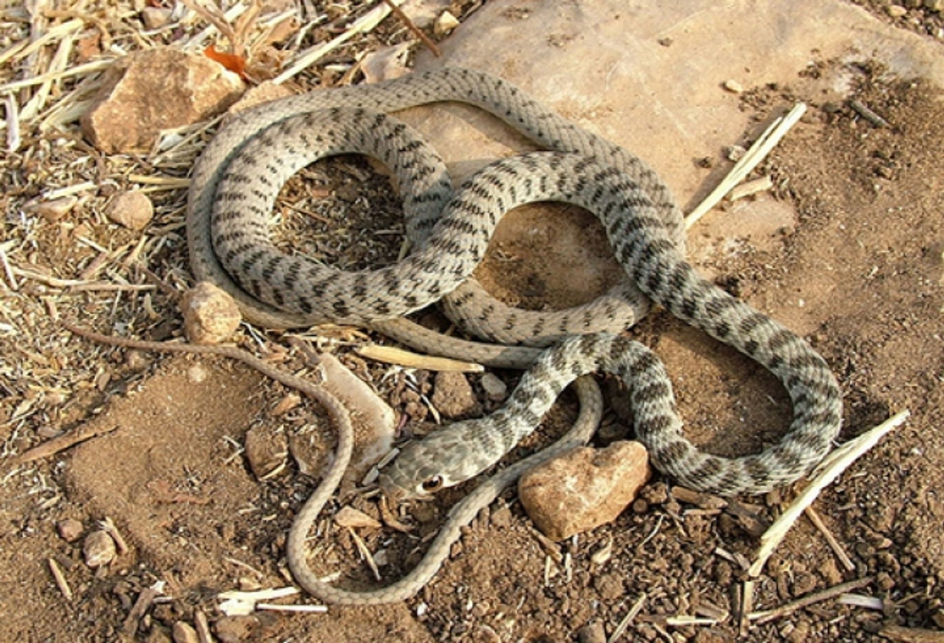 post_الثعبان الصخري‎‎