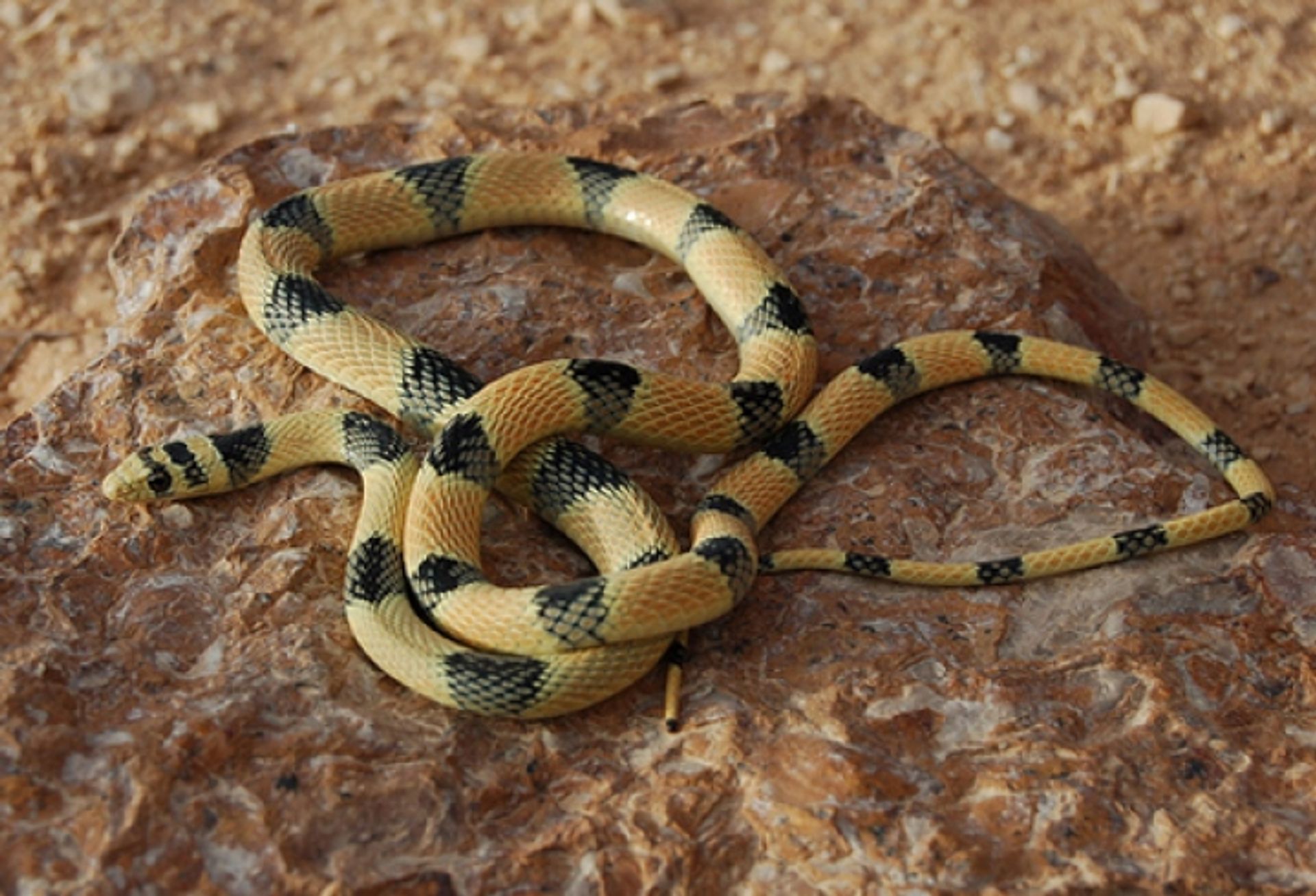 post_الثعبان الأنيق