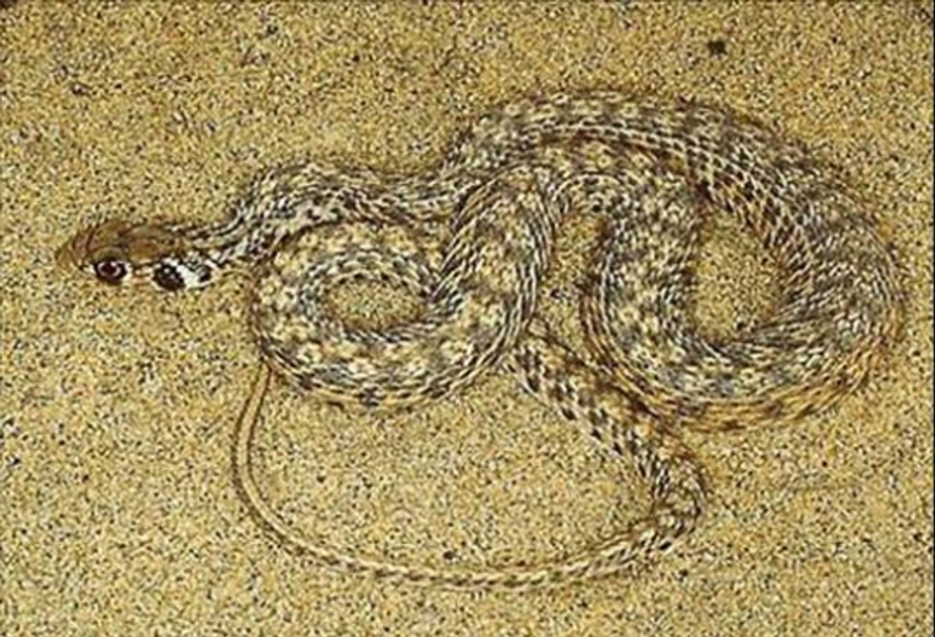 post_ثعبان أبو العيون