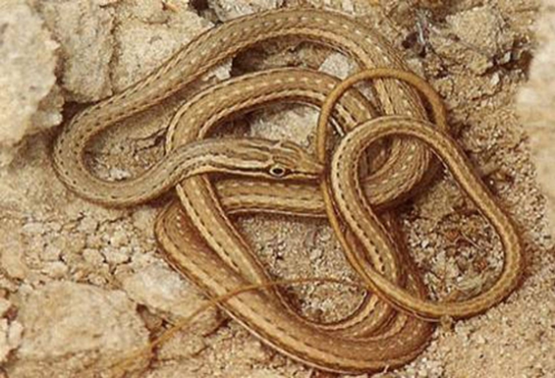 post_ثعبان أبو السيور