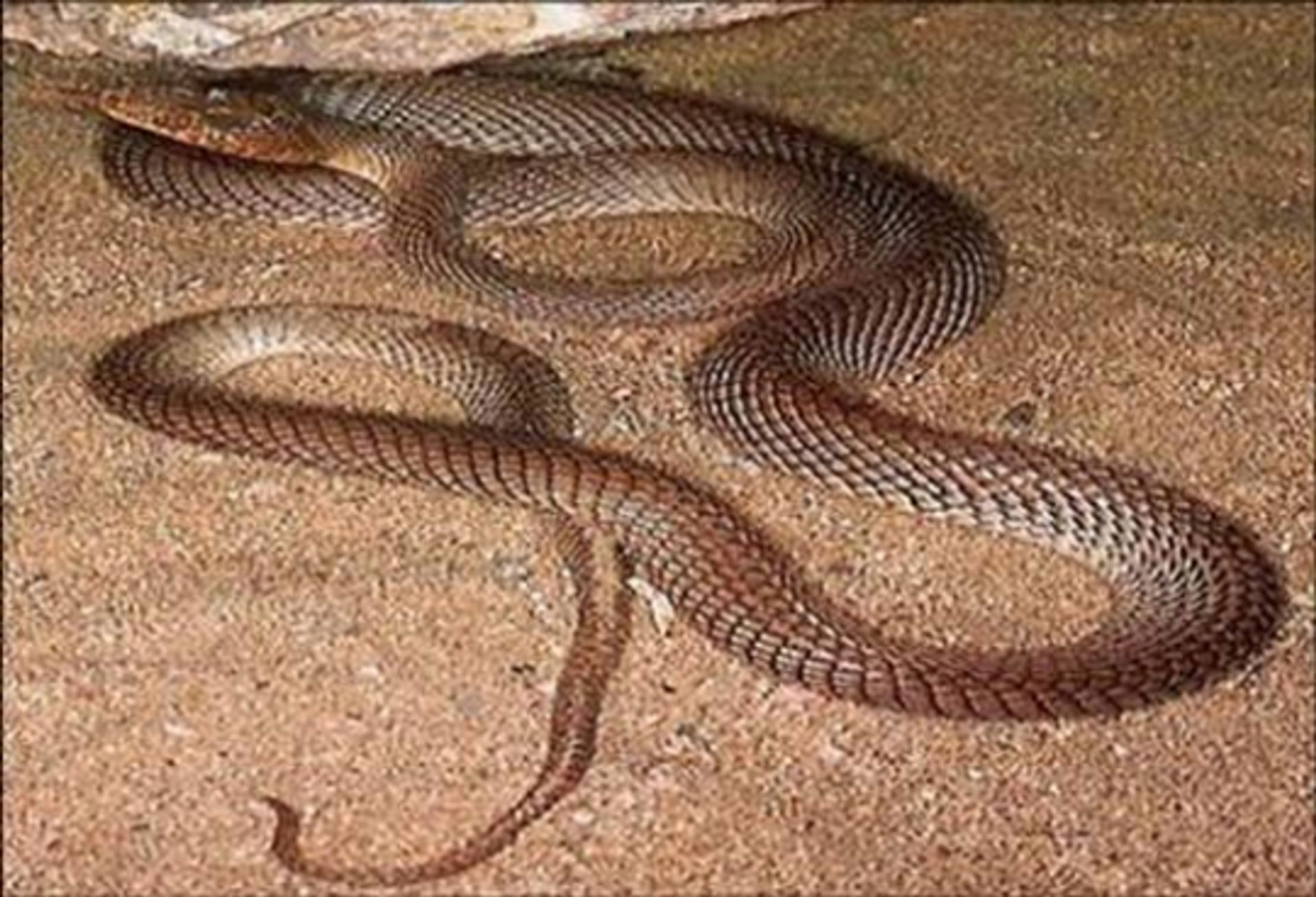 post_الثعبان شبيه القط