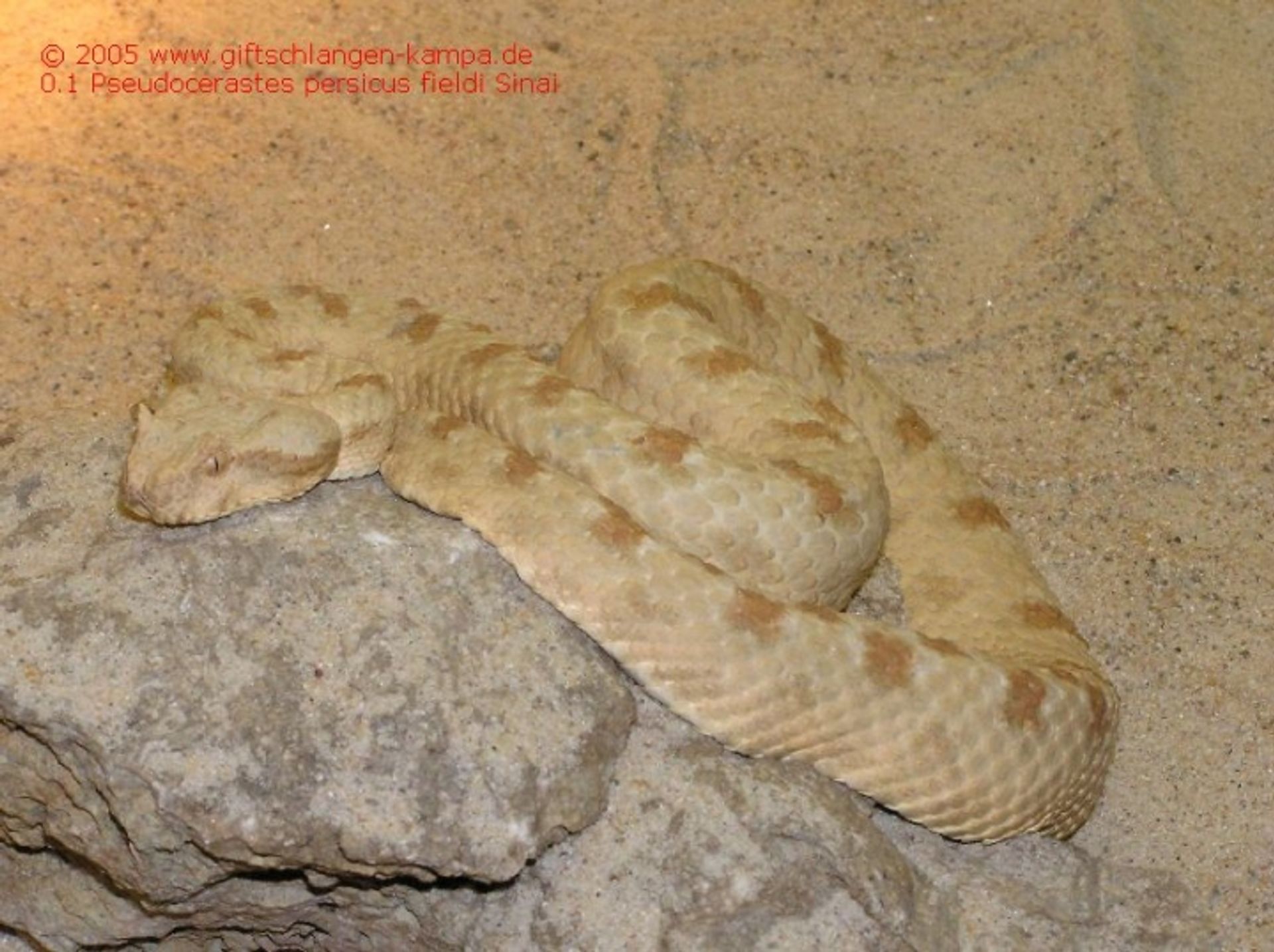 post_الأفعى الفارسية المقرنة