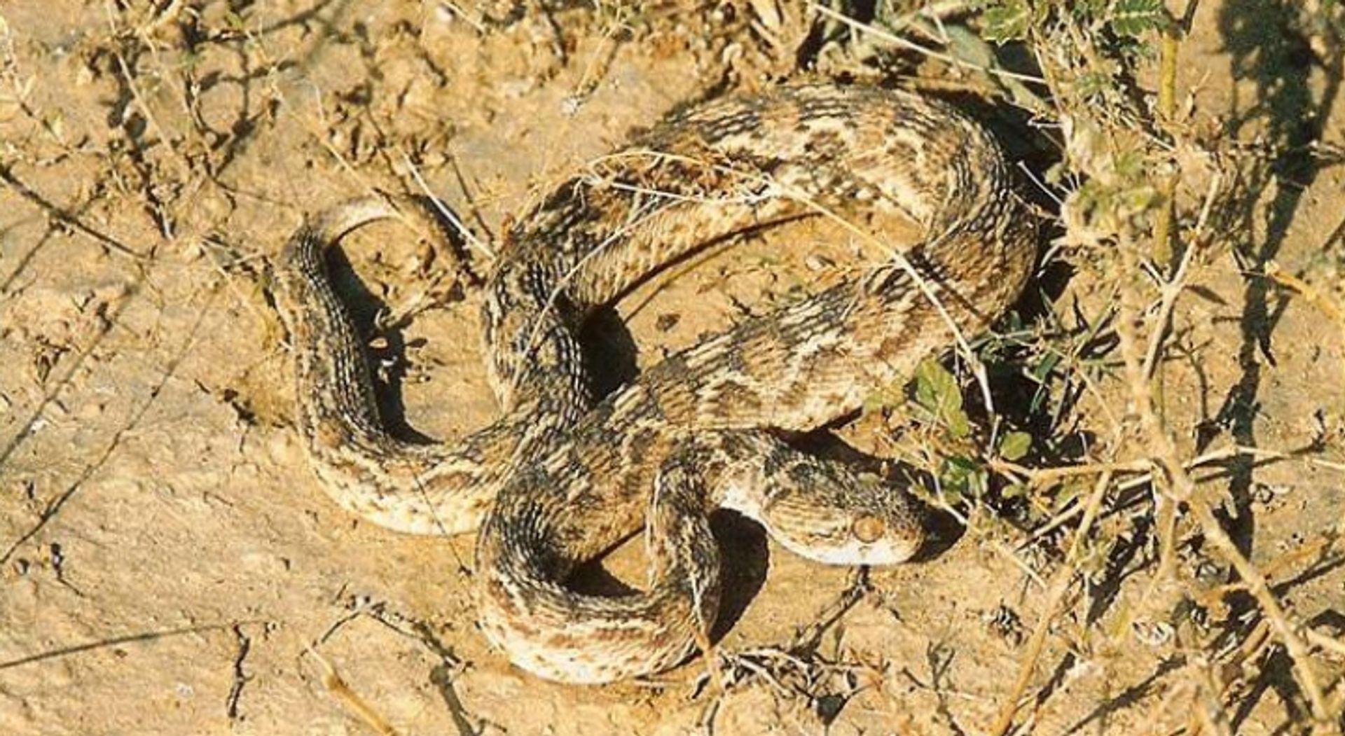 post_حية الأهرام