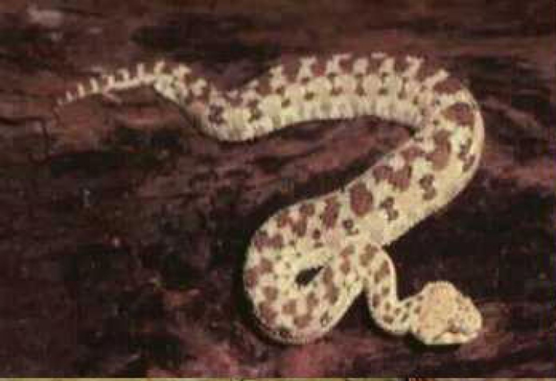 post_الأفعى الصحراوية المقرنة / أفعى هوفين المقرنة