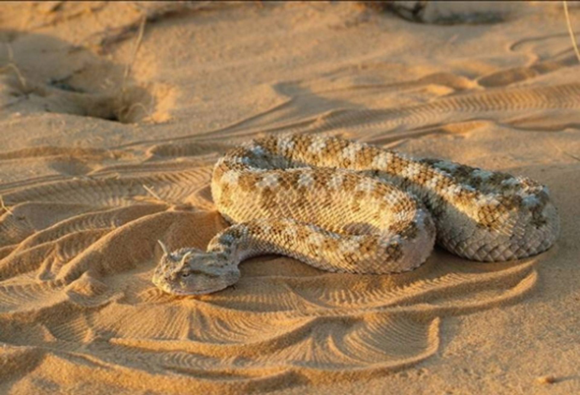 post_الأفعى المقرنه